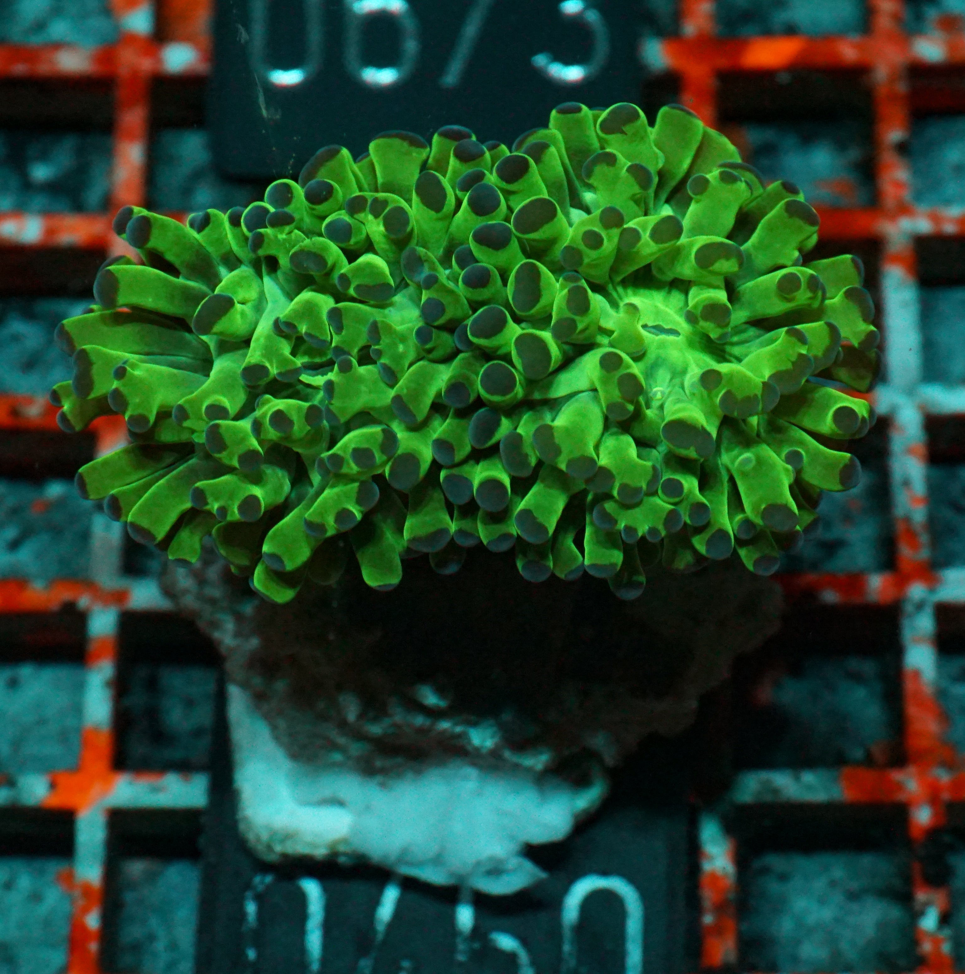 Euphyllia/Fimbriaphyllia paraancora