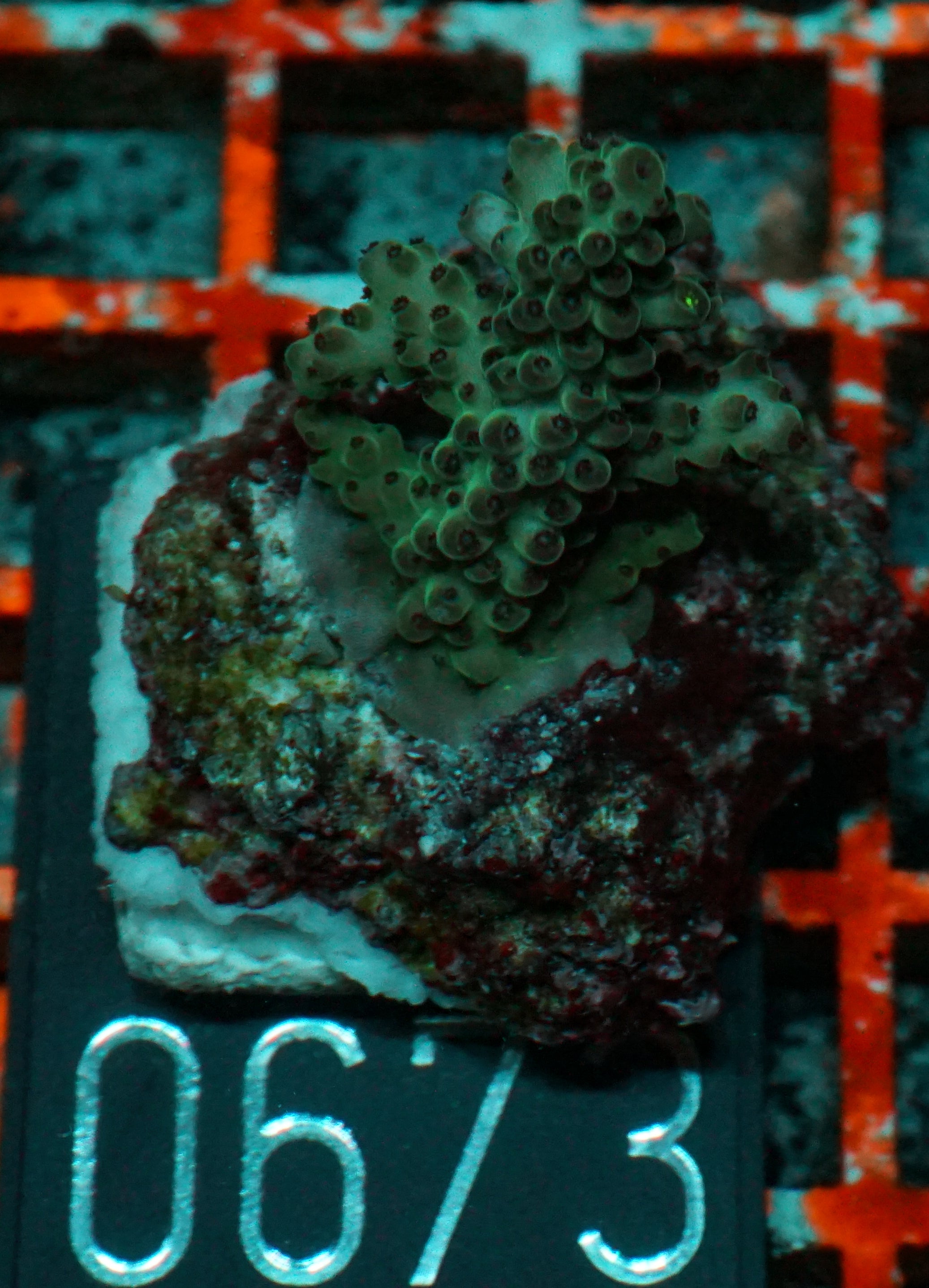 Acropora sp. "Ronnies dream" - rare