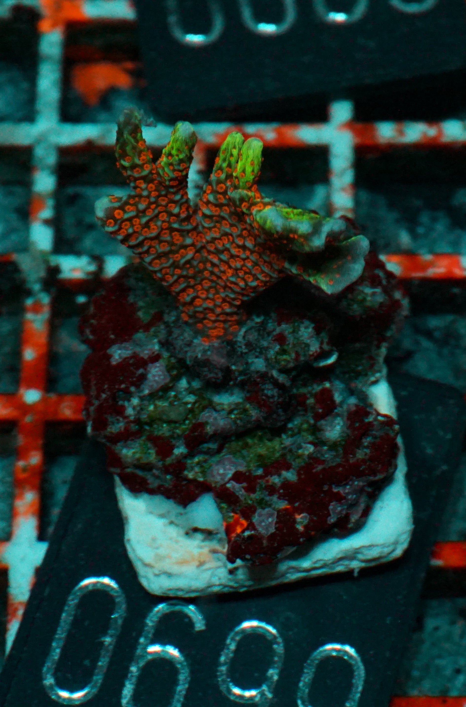 Montipora samarensis "bubble gum"