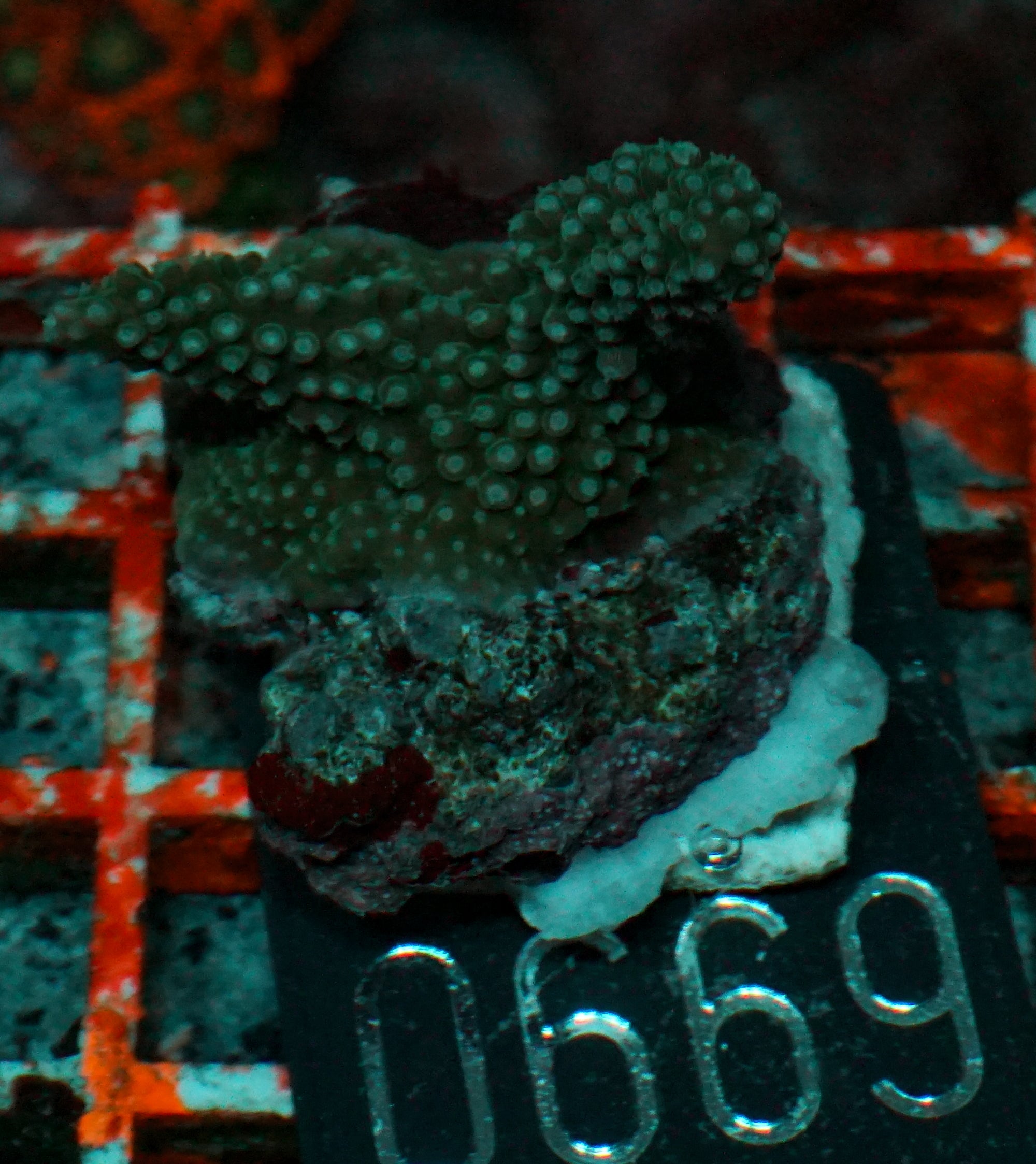 Acropora secale “Joker”