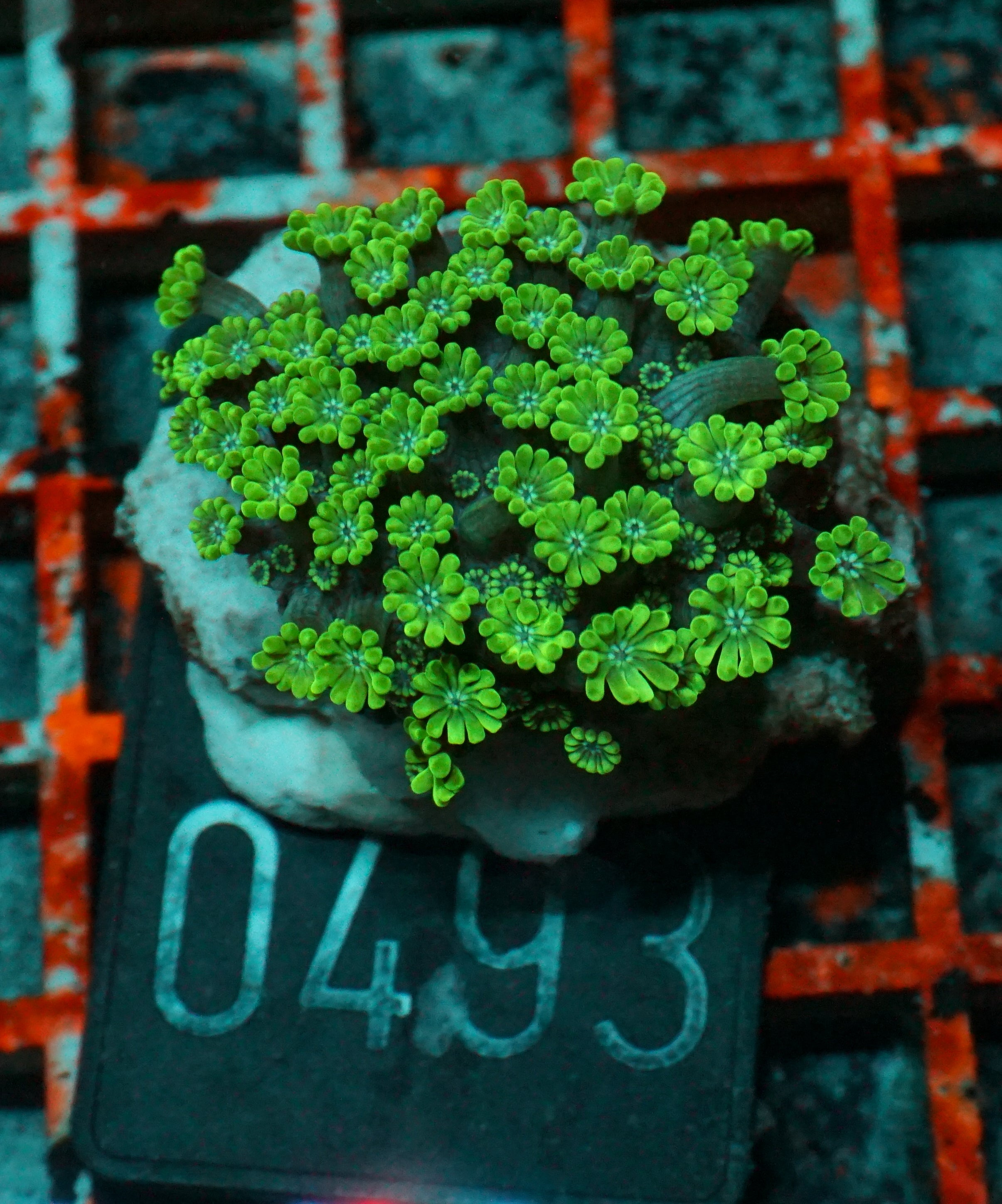 Goniopora lobata "purple"