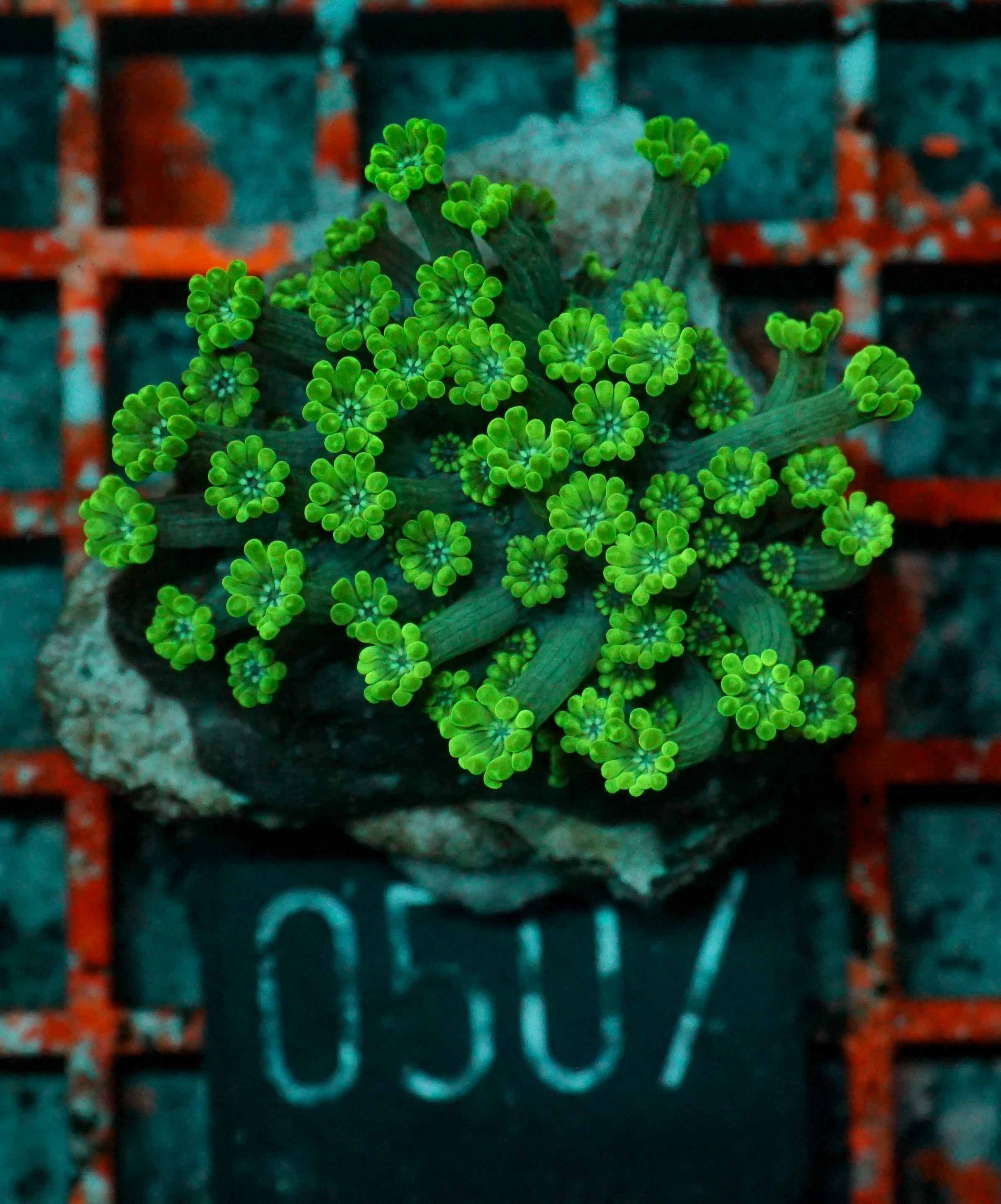 Alveopora sp. "grün"