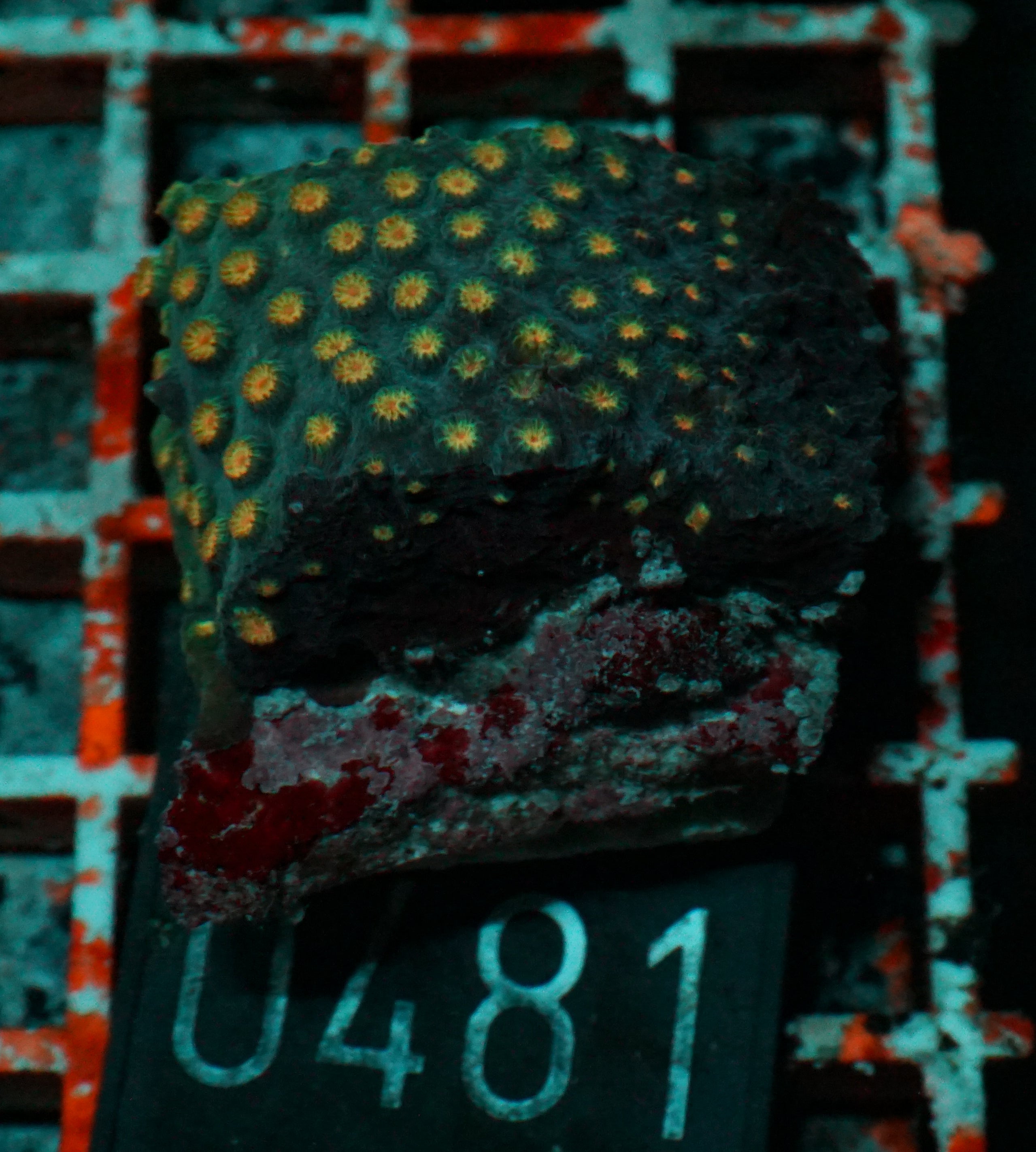 Cyphastrea microphthalma