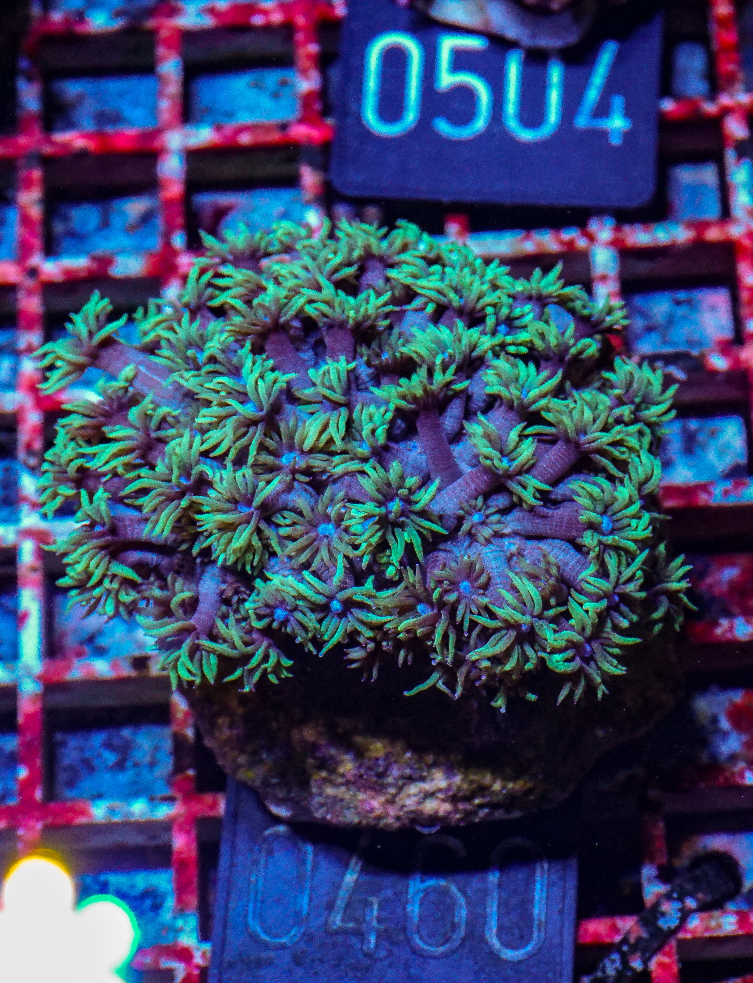 Goniopora lobata "grün"