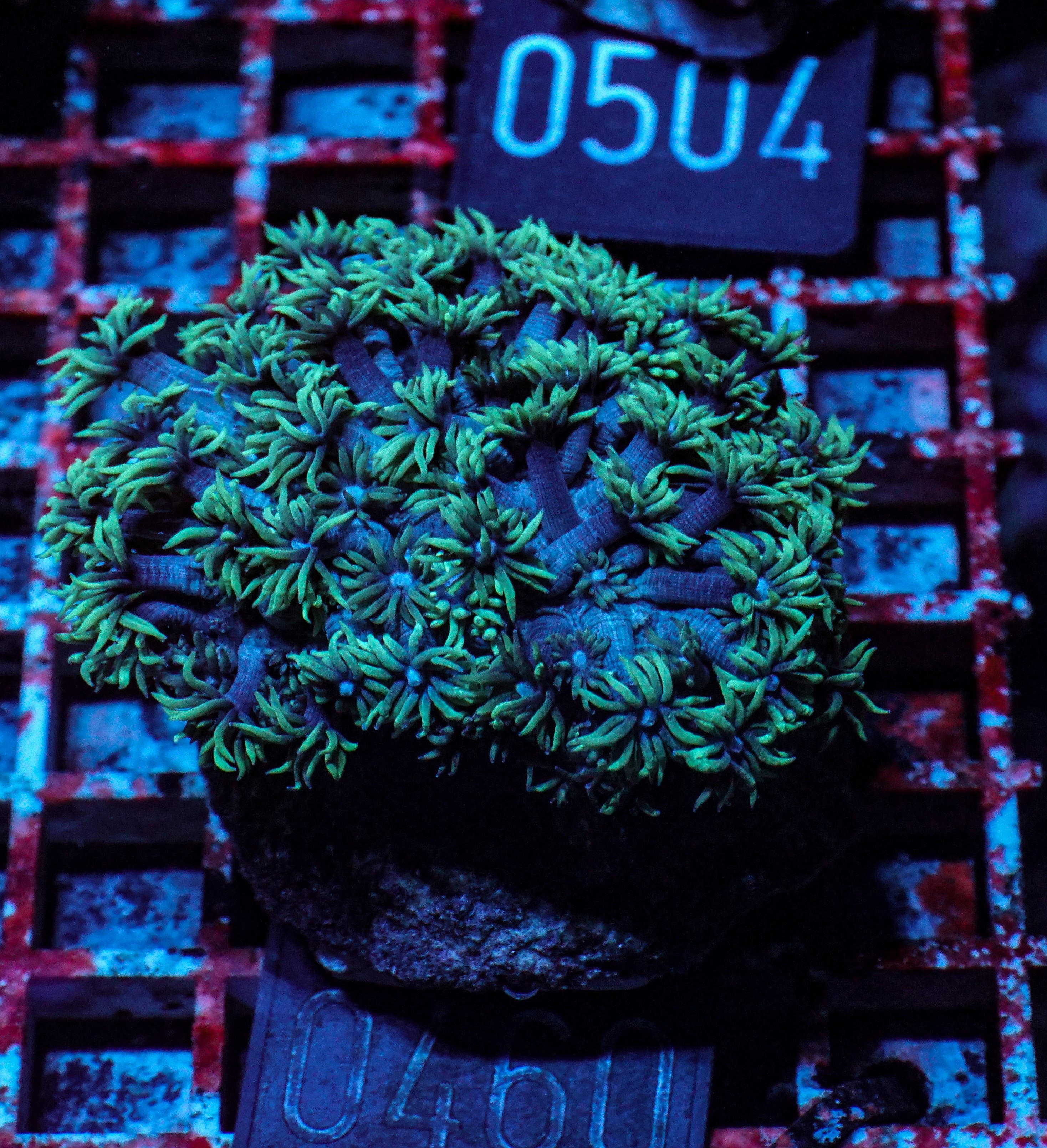 Goniopora lobata "grün"