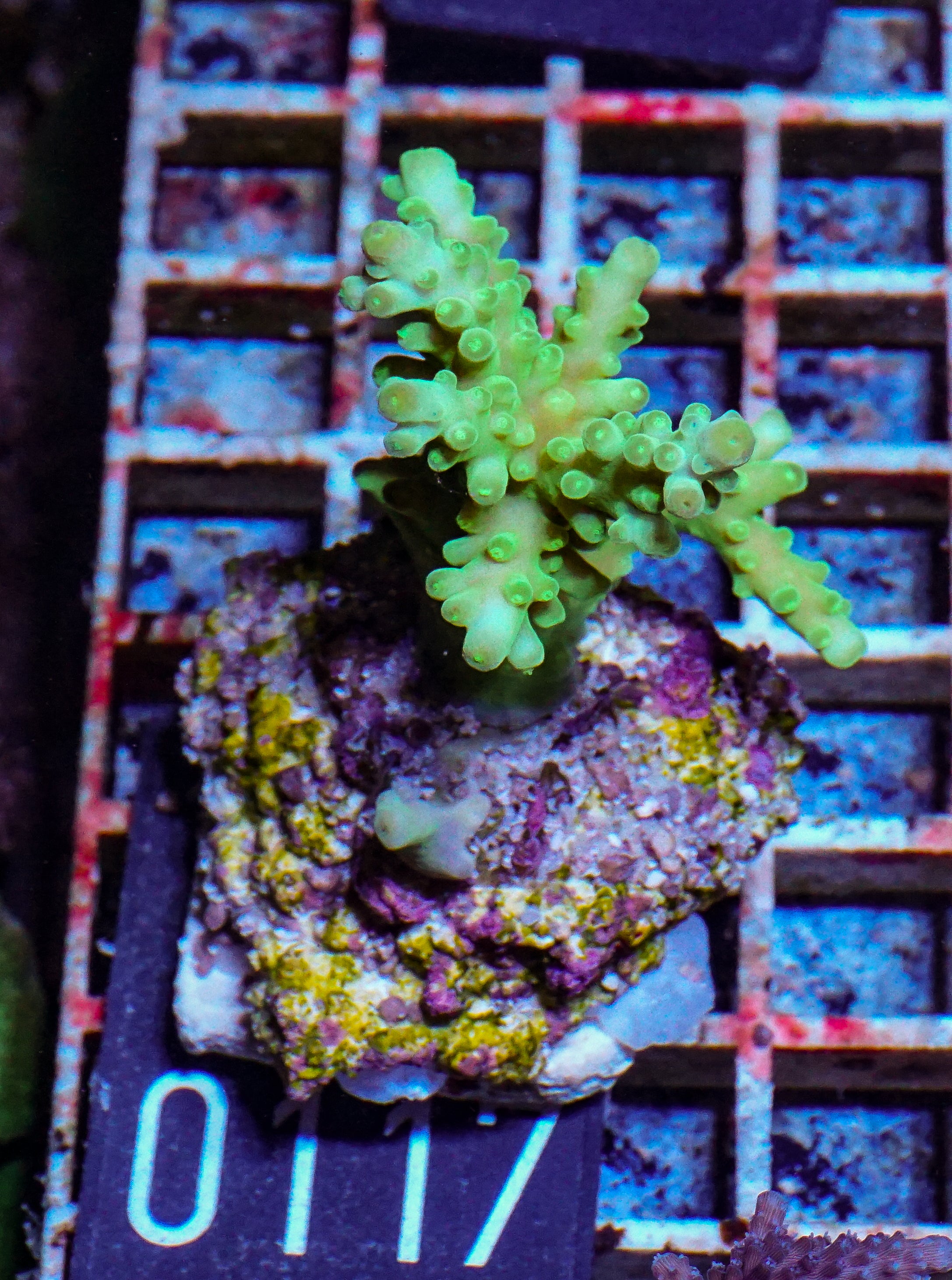 Acropora austera “golden age”