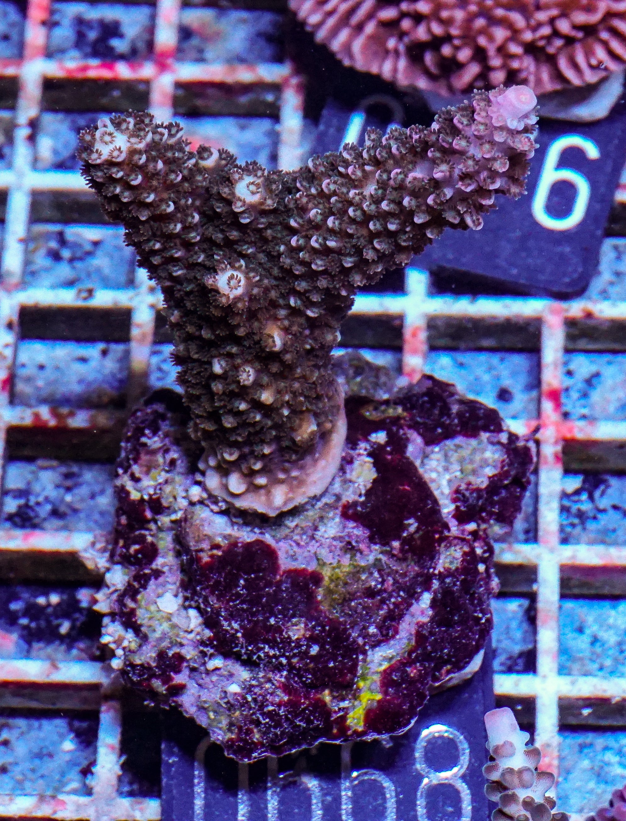 Acropora abrotanoides