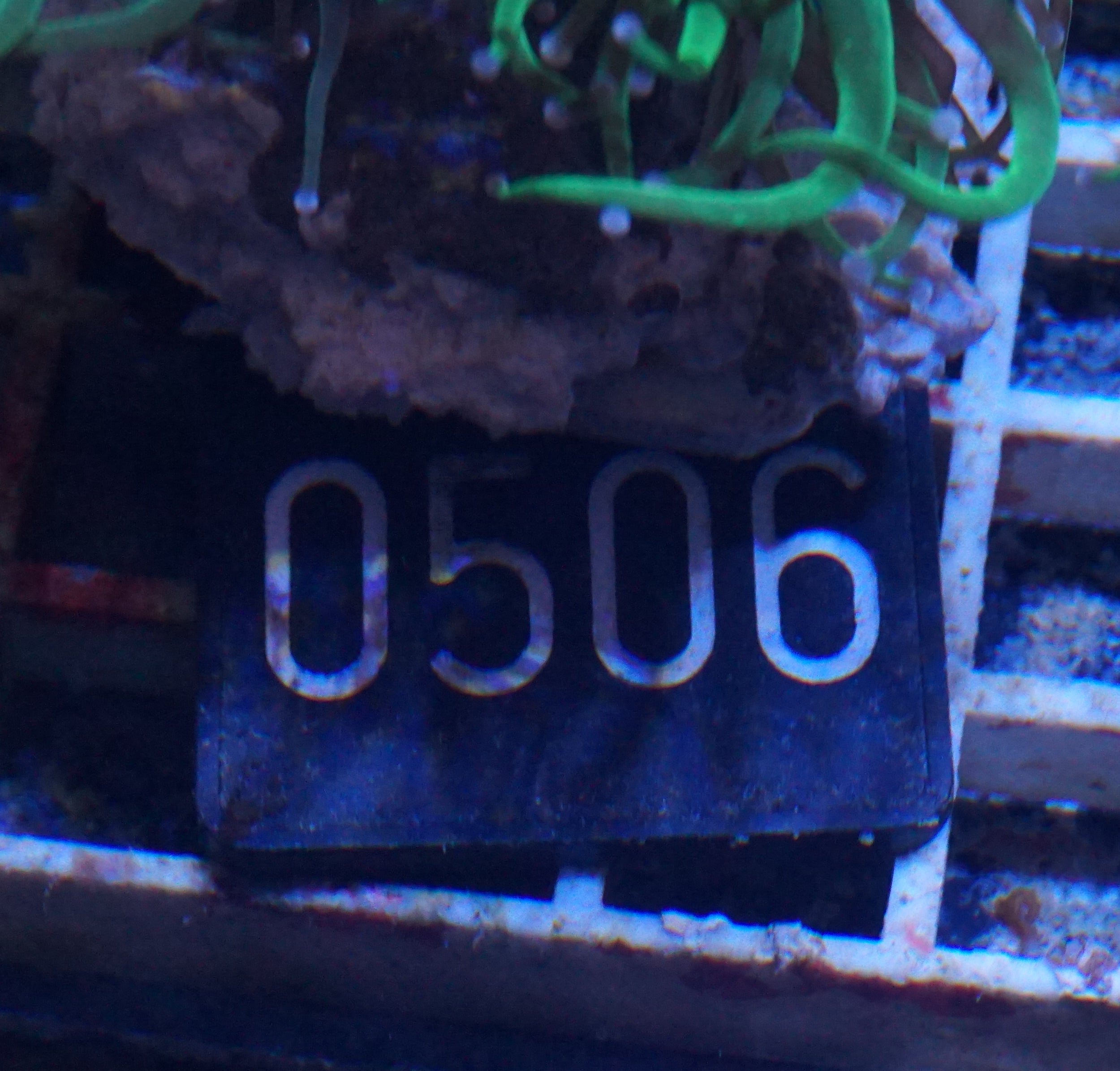 Euphyllia glabrescens "toxic green"