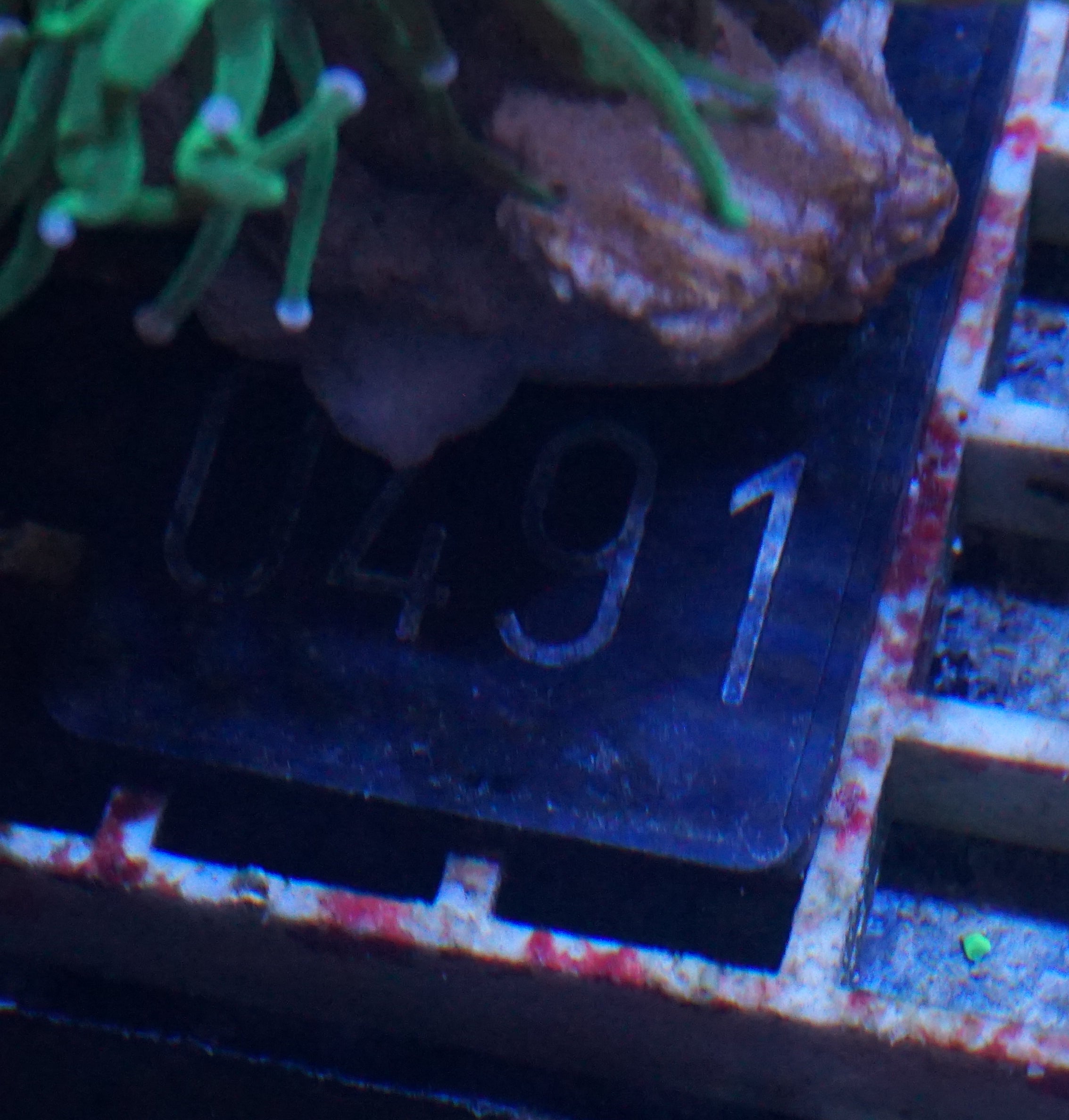 Euphyllia glabrescens "toxic green"