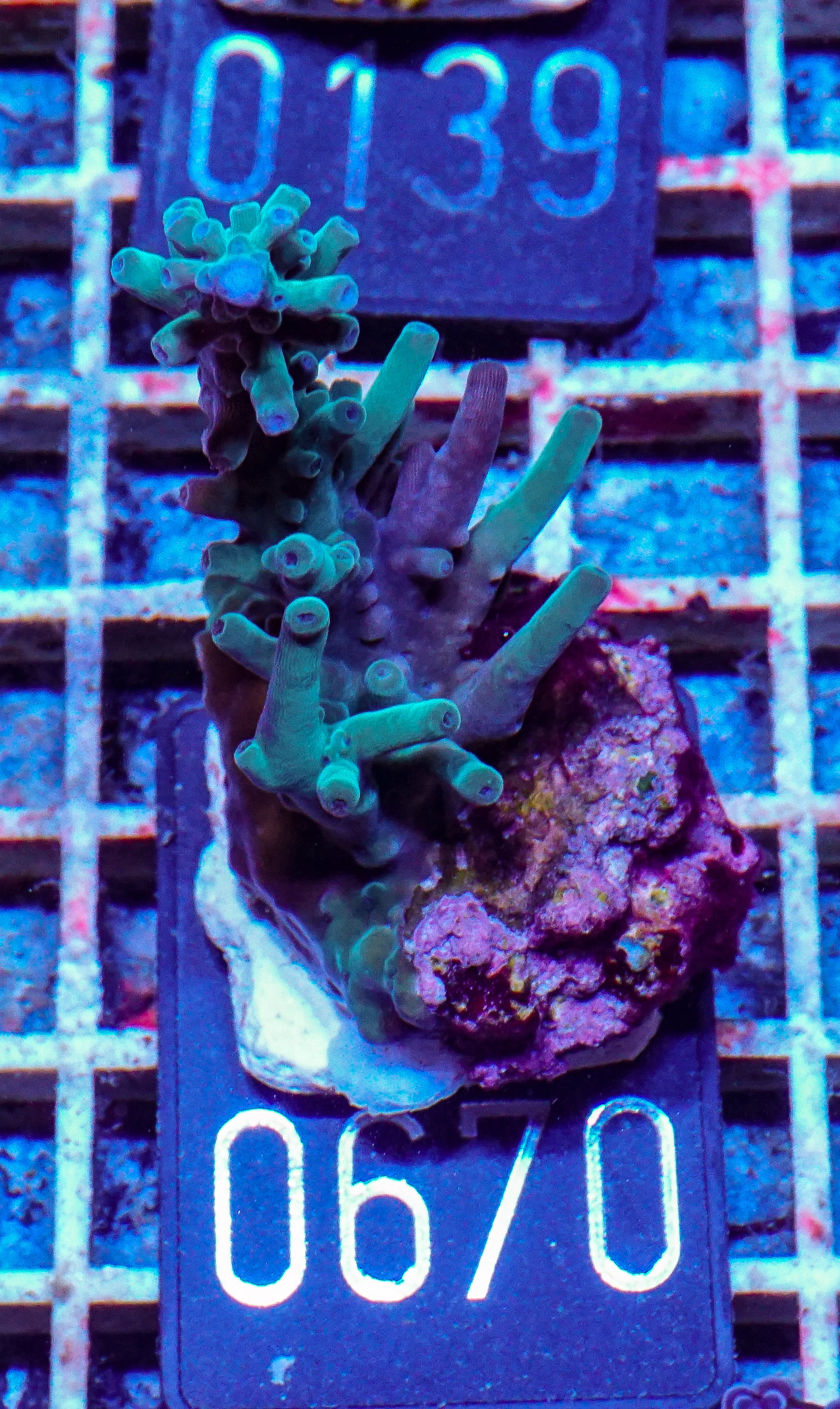 Acropora subglabra "blue ocean"