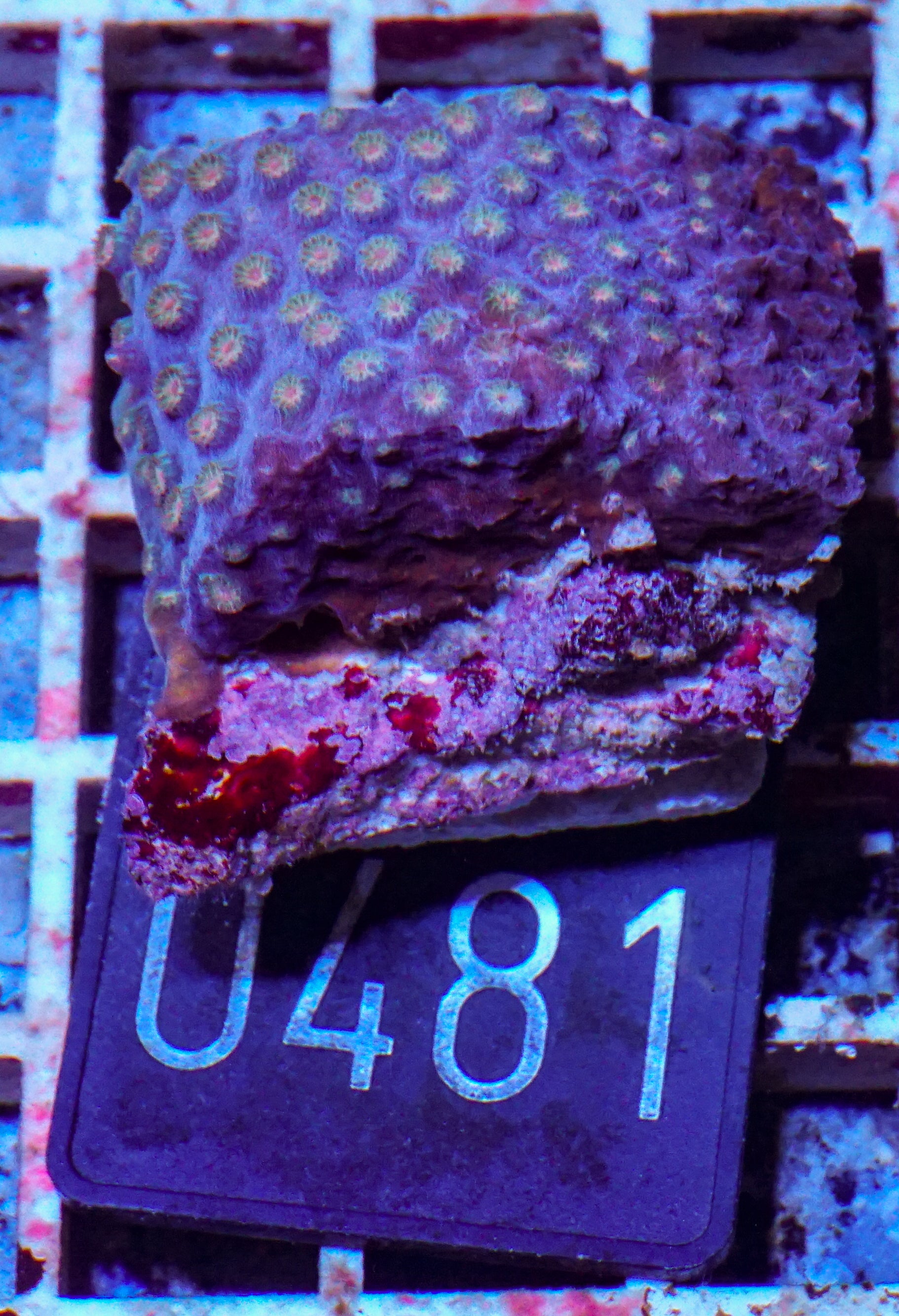 Cyphastrea microphthalma