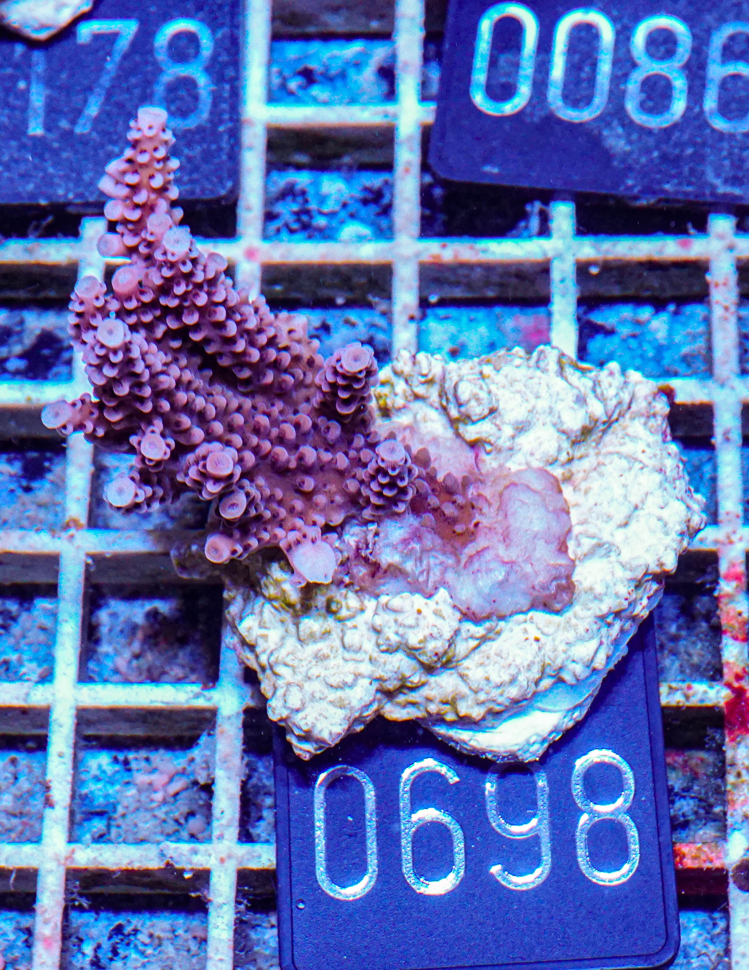 Acropora vermiculata „red jacket“