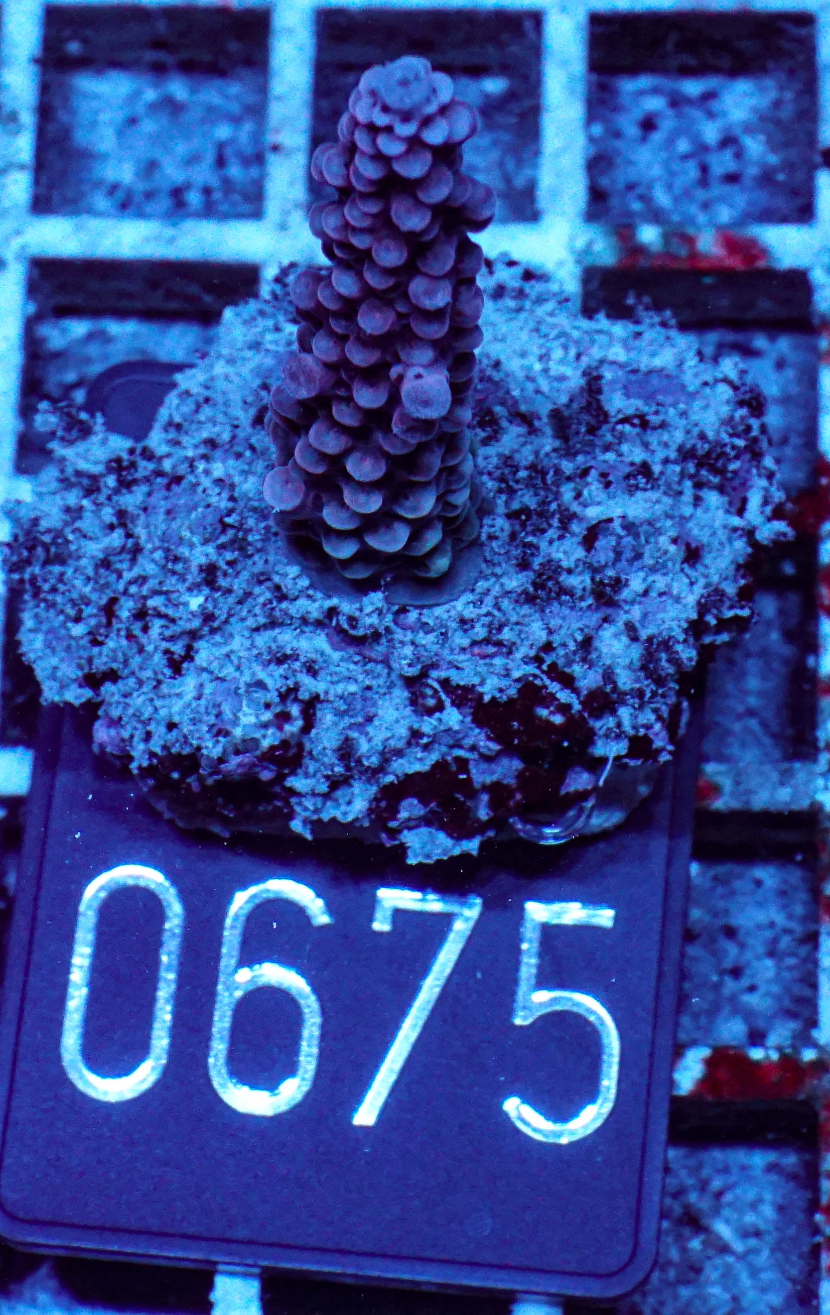 Acropora vermiculata „red jacket“