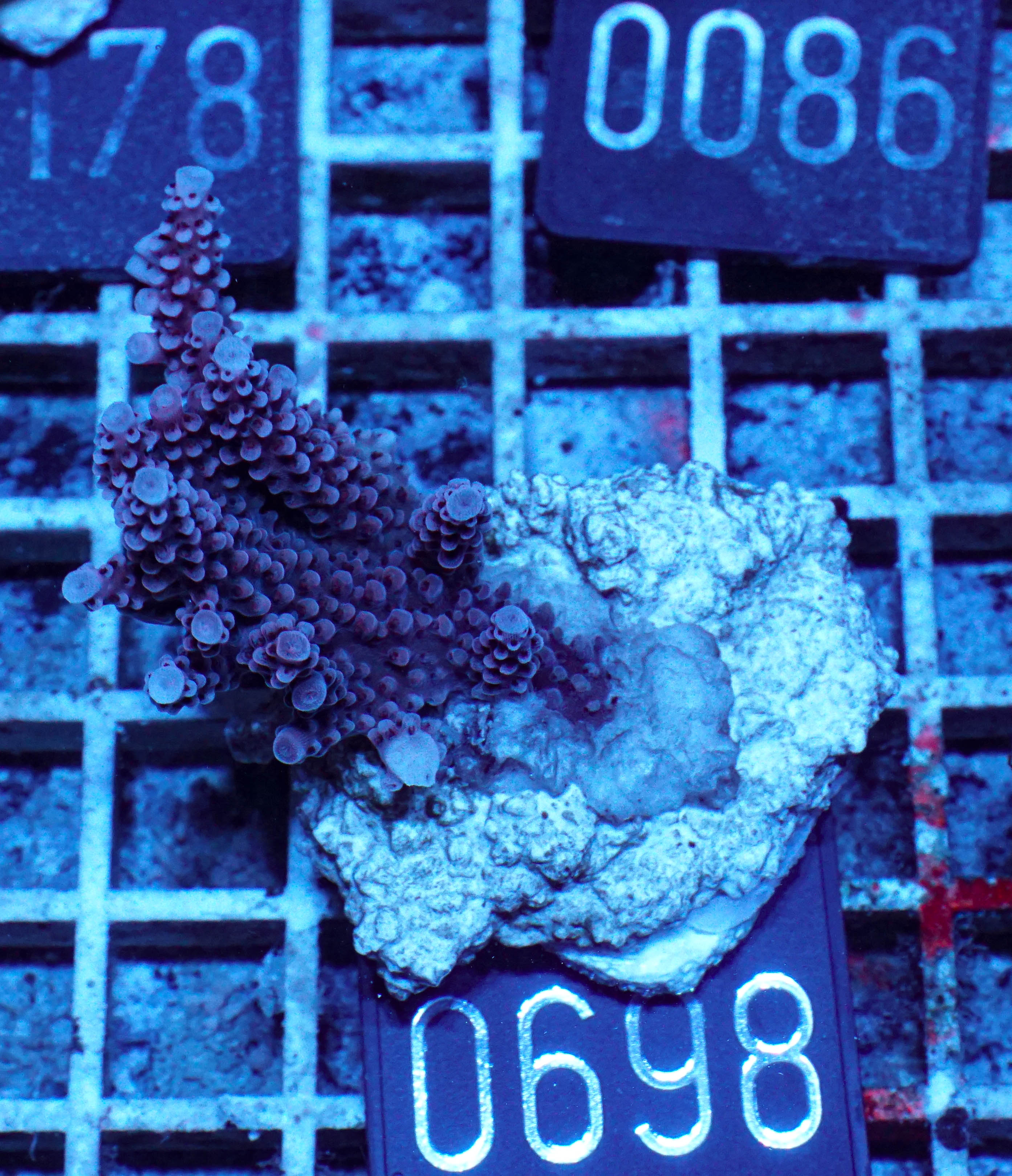 Acropora vermiculata „red jacket“