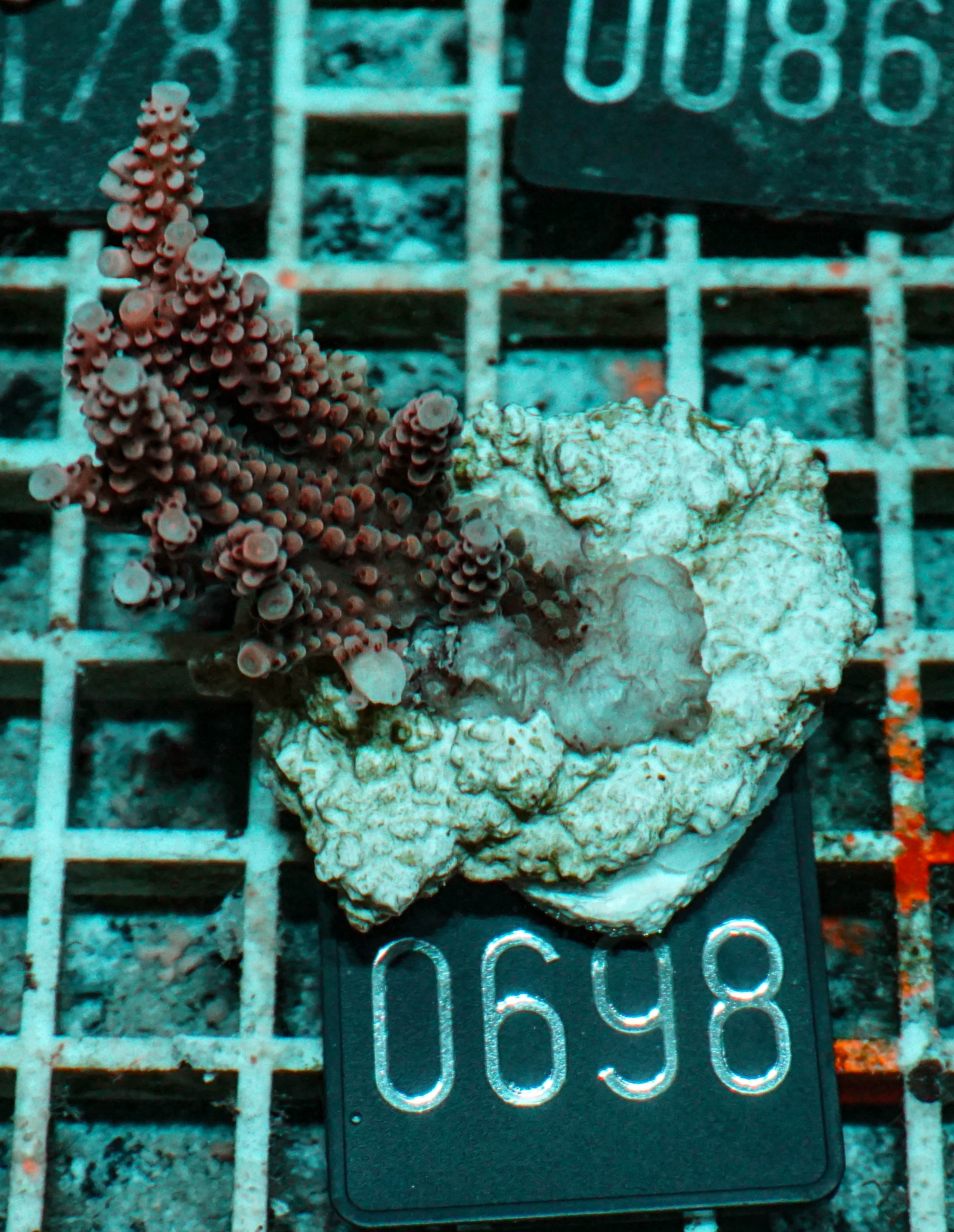 Acropora vermiculata „red jacket“