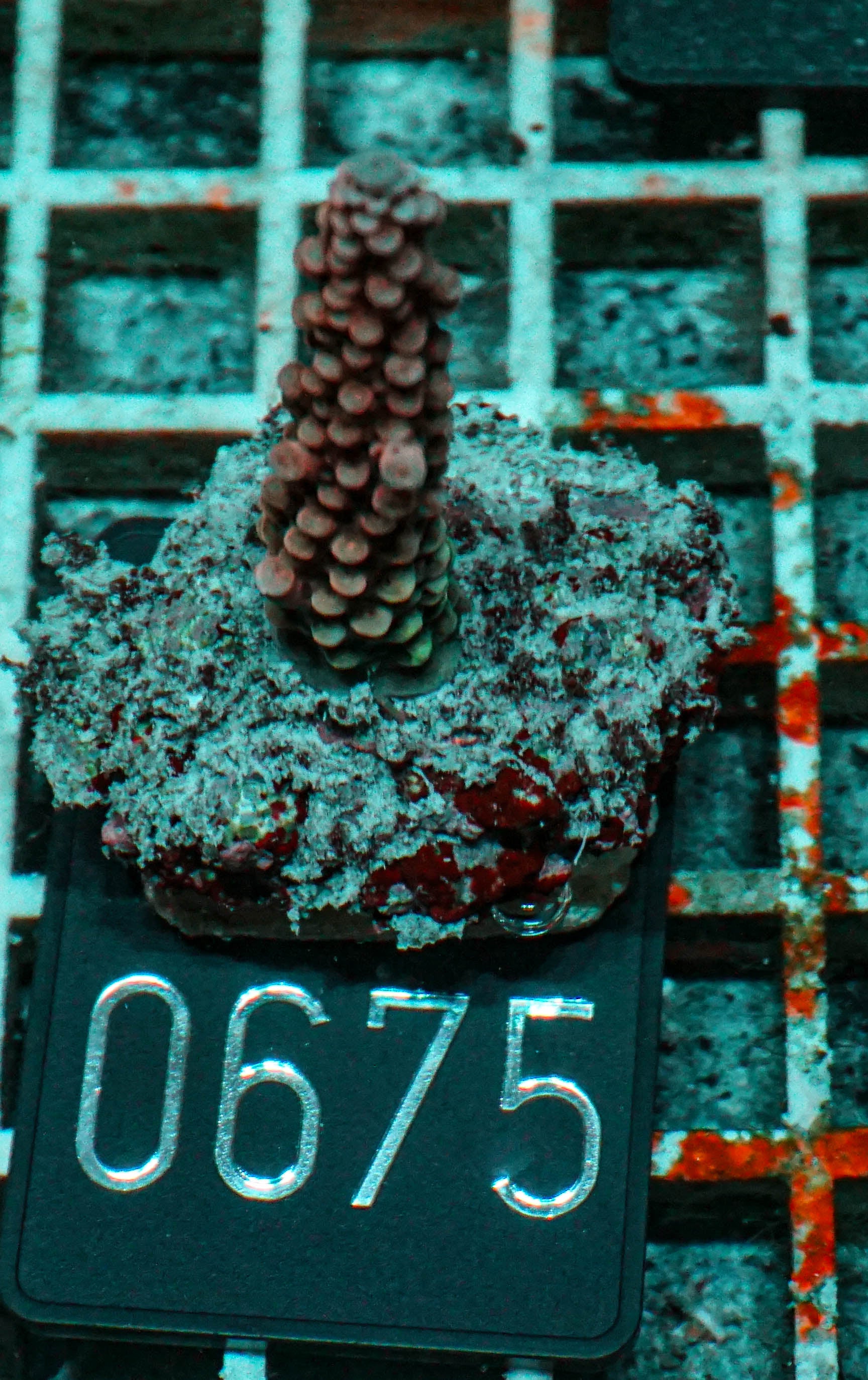 Acropora vermiculata „red jacket“