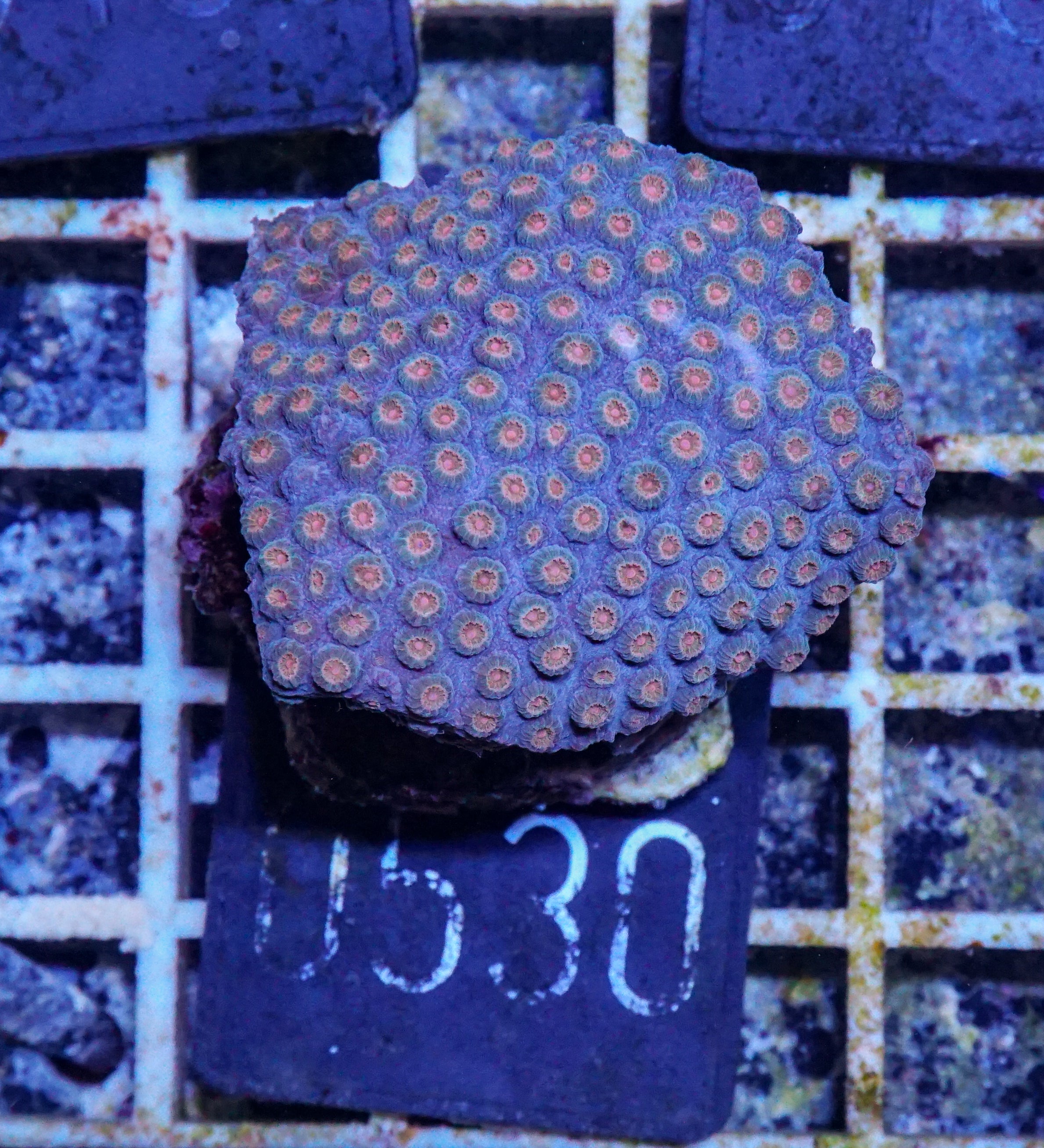 Cyphastrea microphthalma