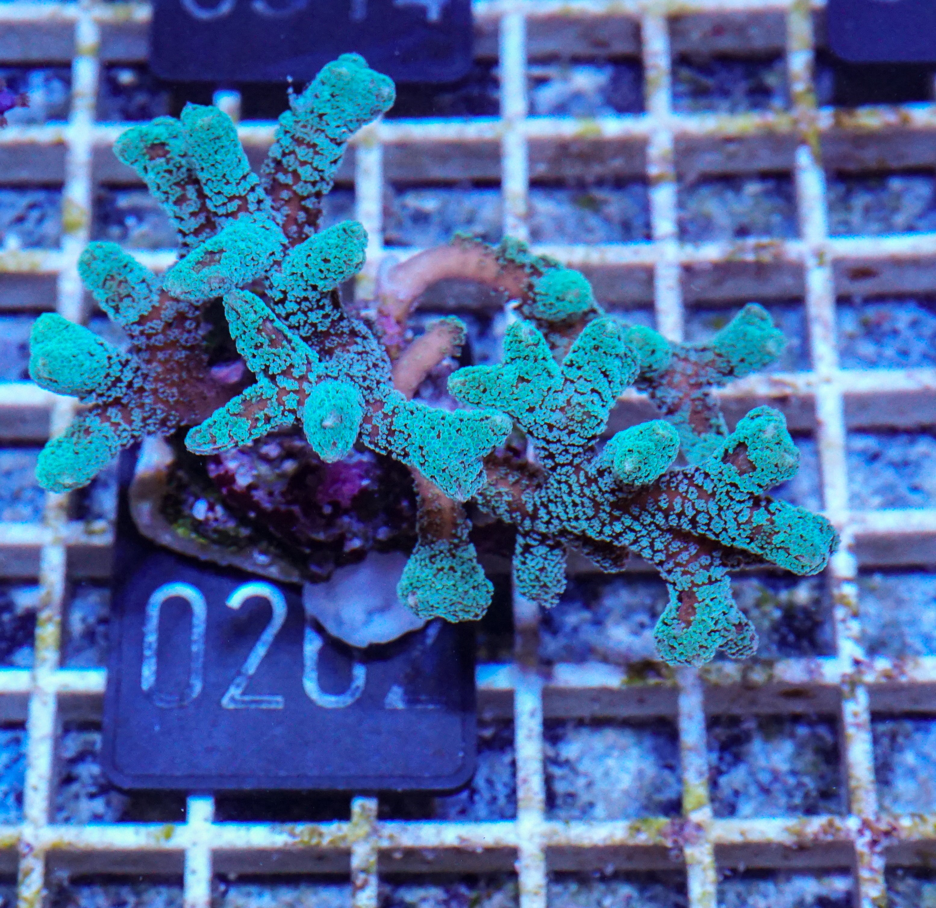 Seriatopora caliendrum "mint/bicolor"