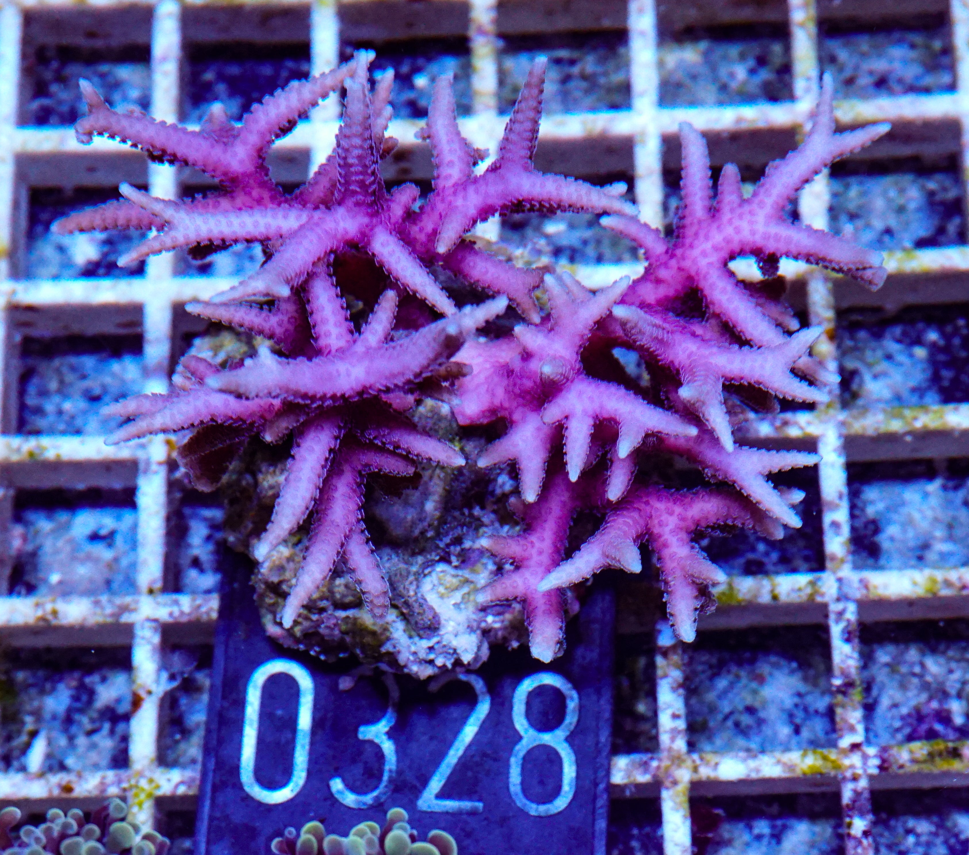 Seriatopora hystix "rot"