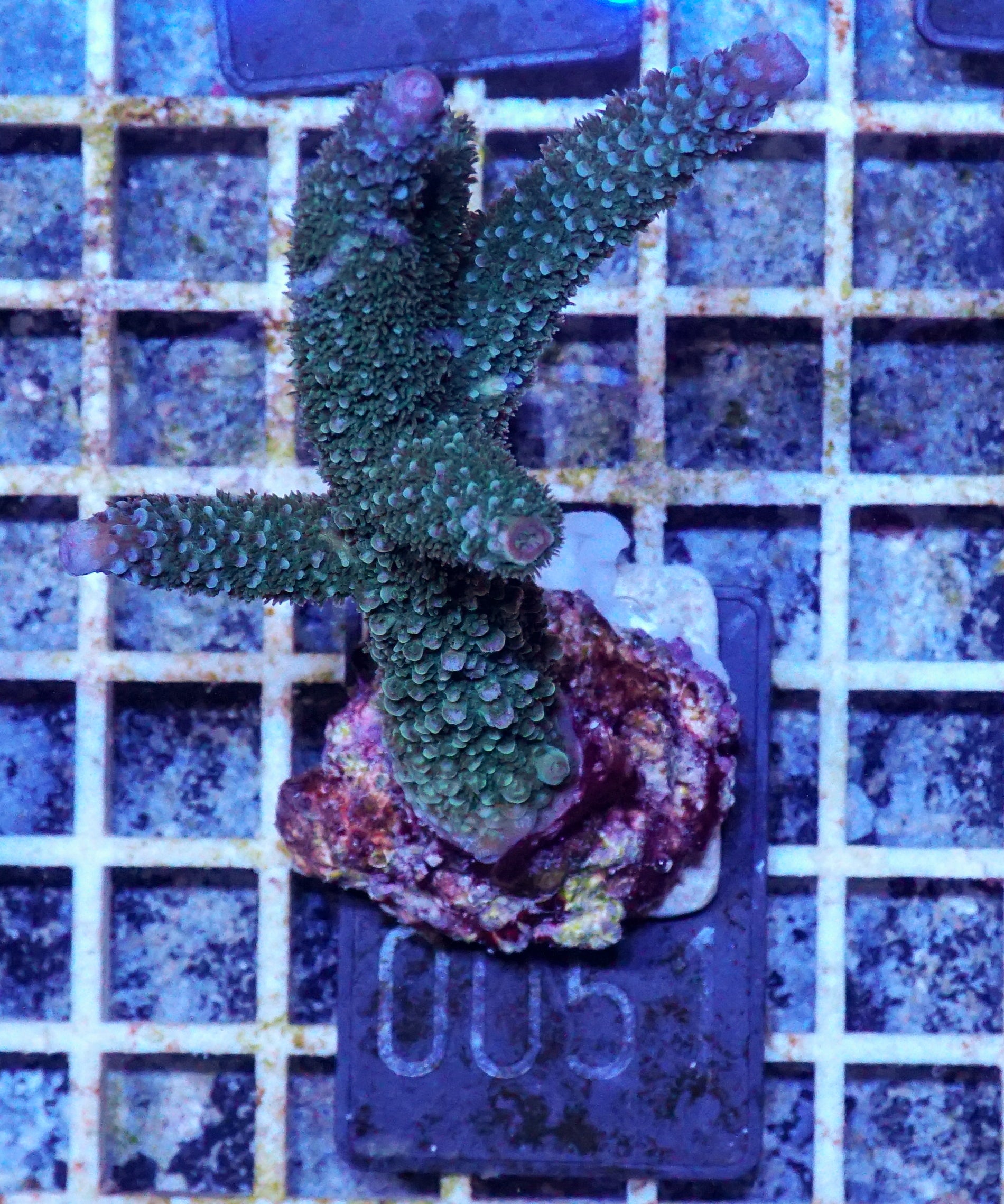 Acropora abrolhosenis „fluffy“