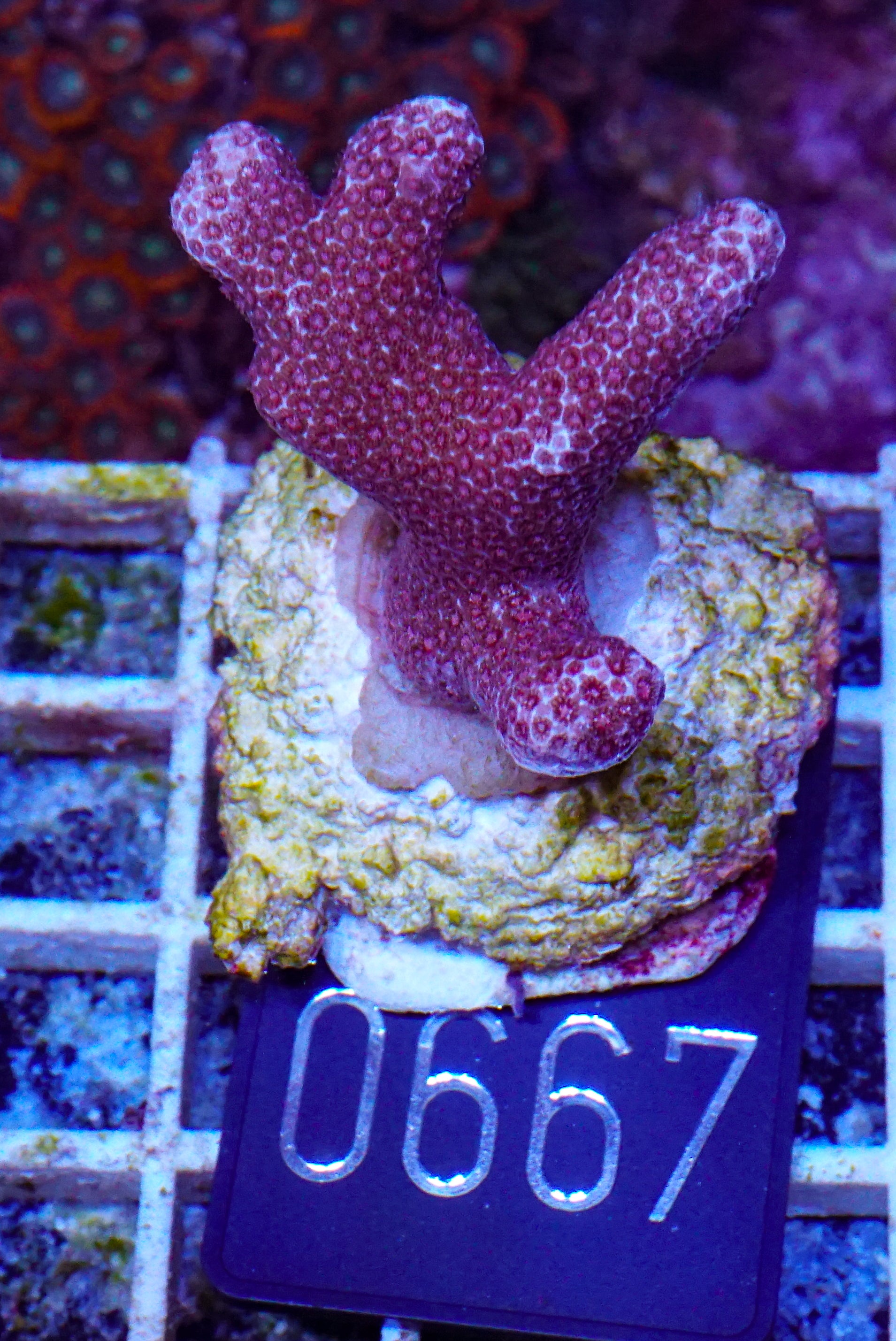 Porites sp. "Château Lafite"