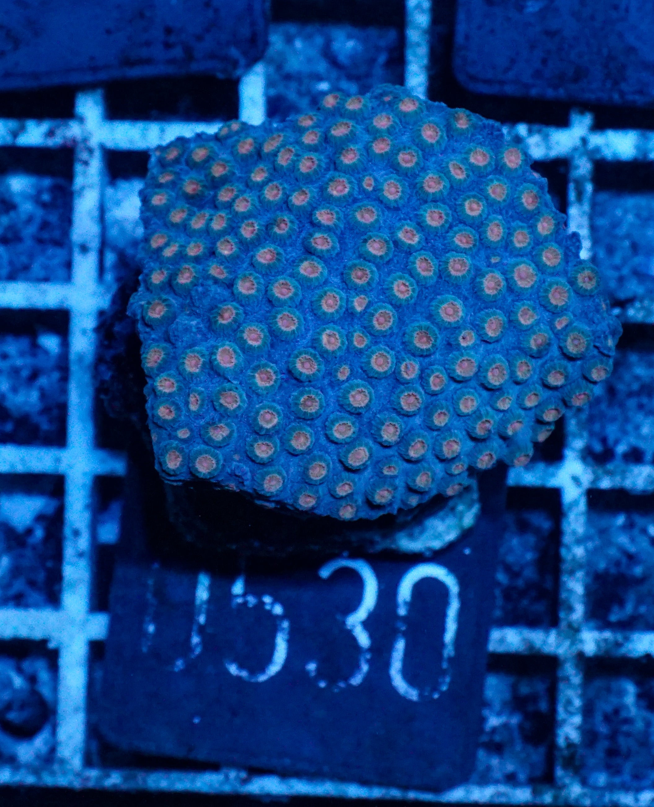 Cyphastrea microphthalma