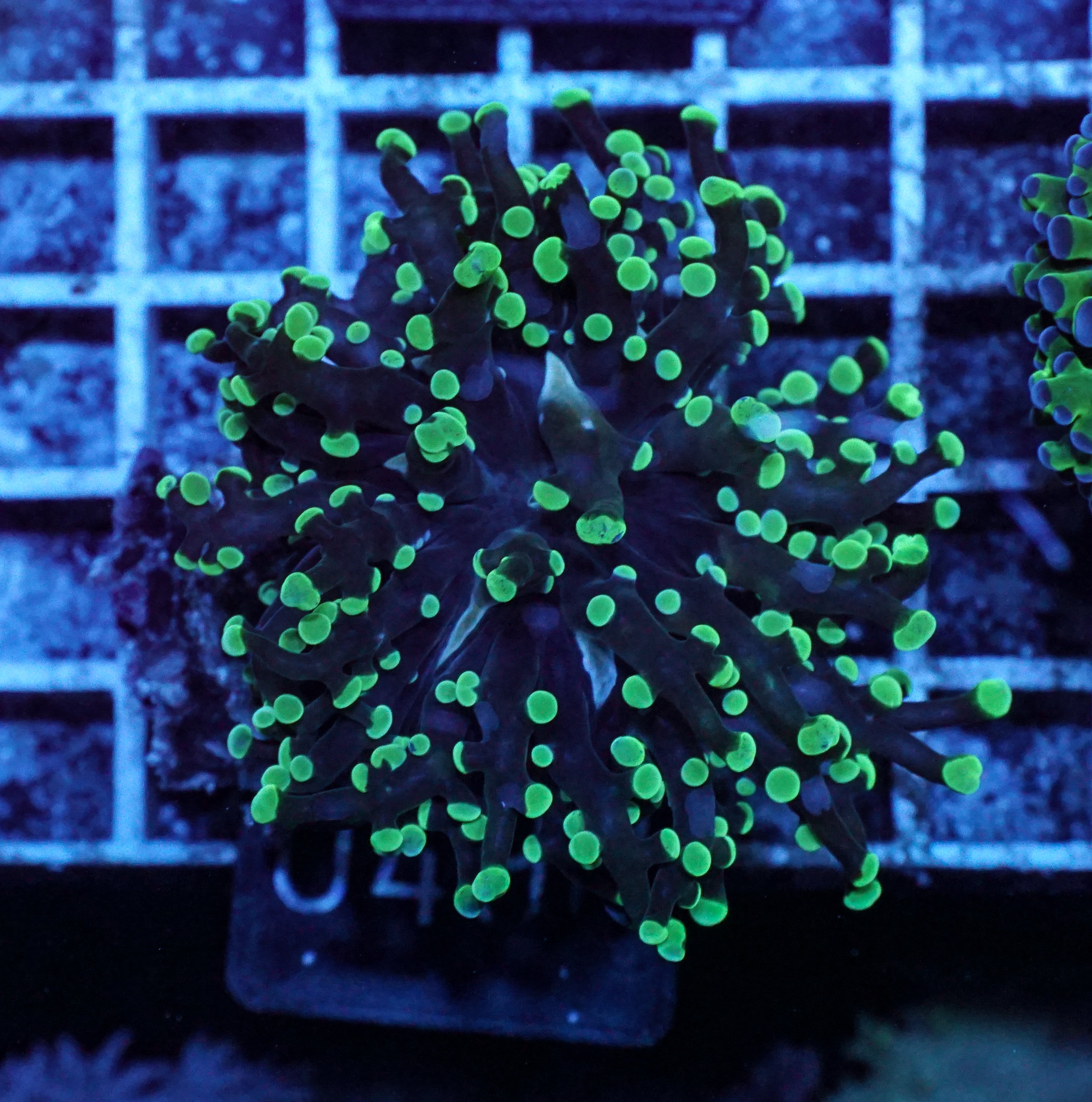 Euphyllia/Fimbriaphyllia yaeyamaensis