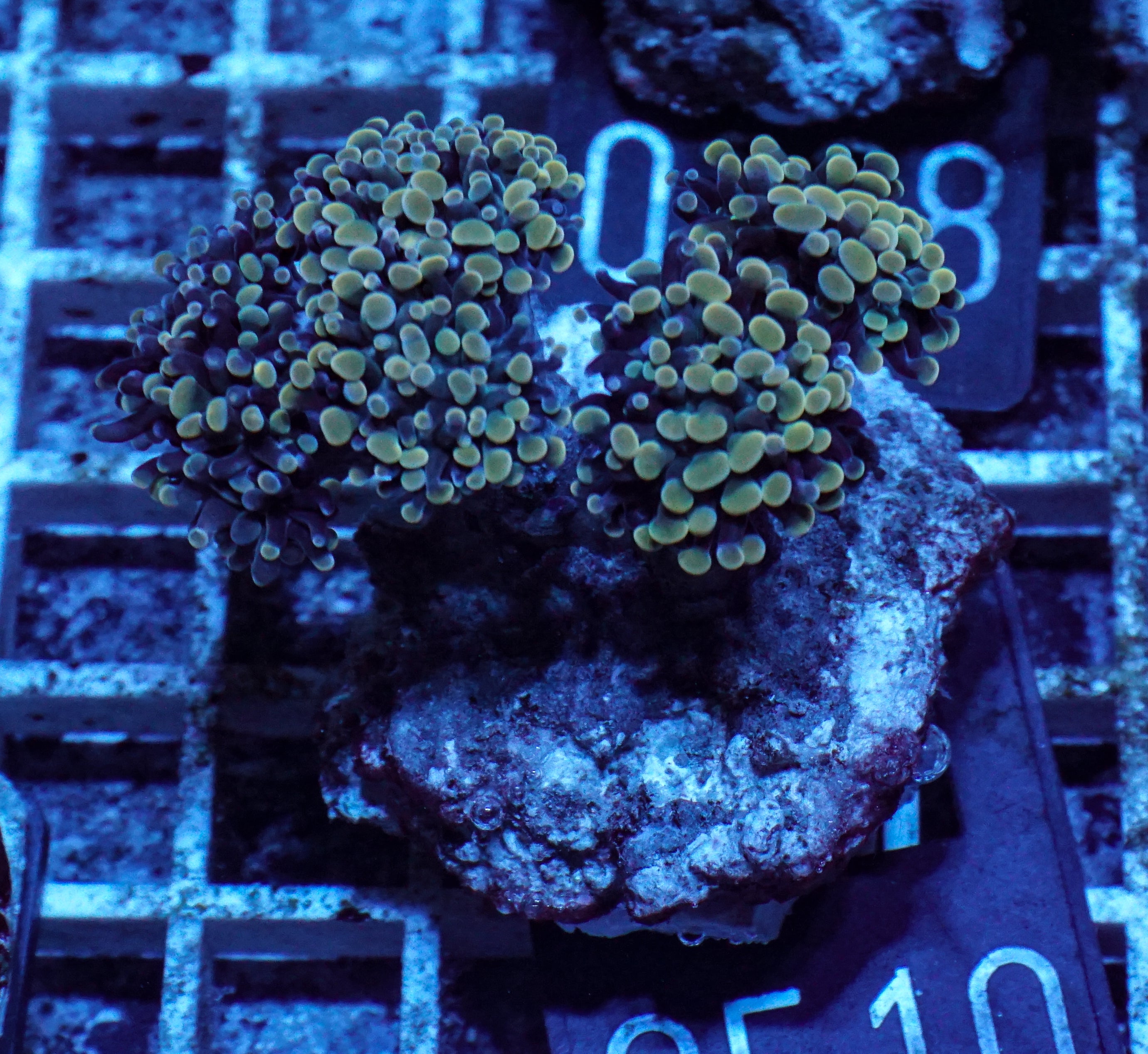 Euphyllia/Fimbriaphyllia paraancora "golden nugget"