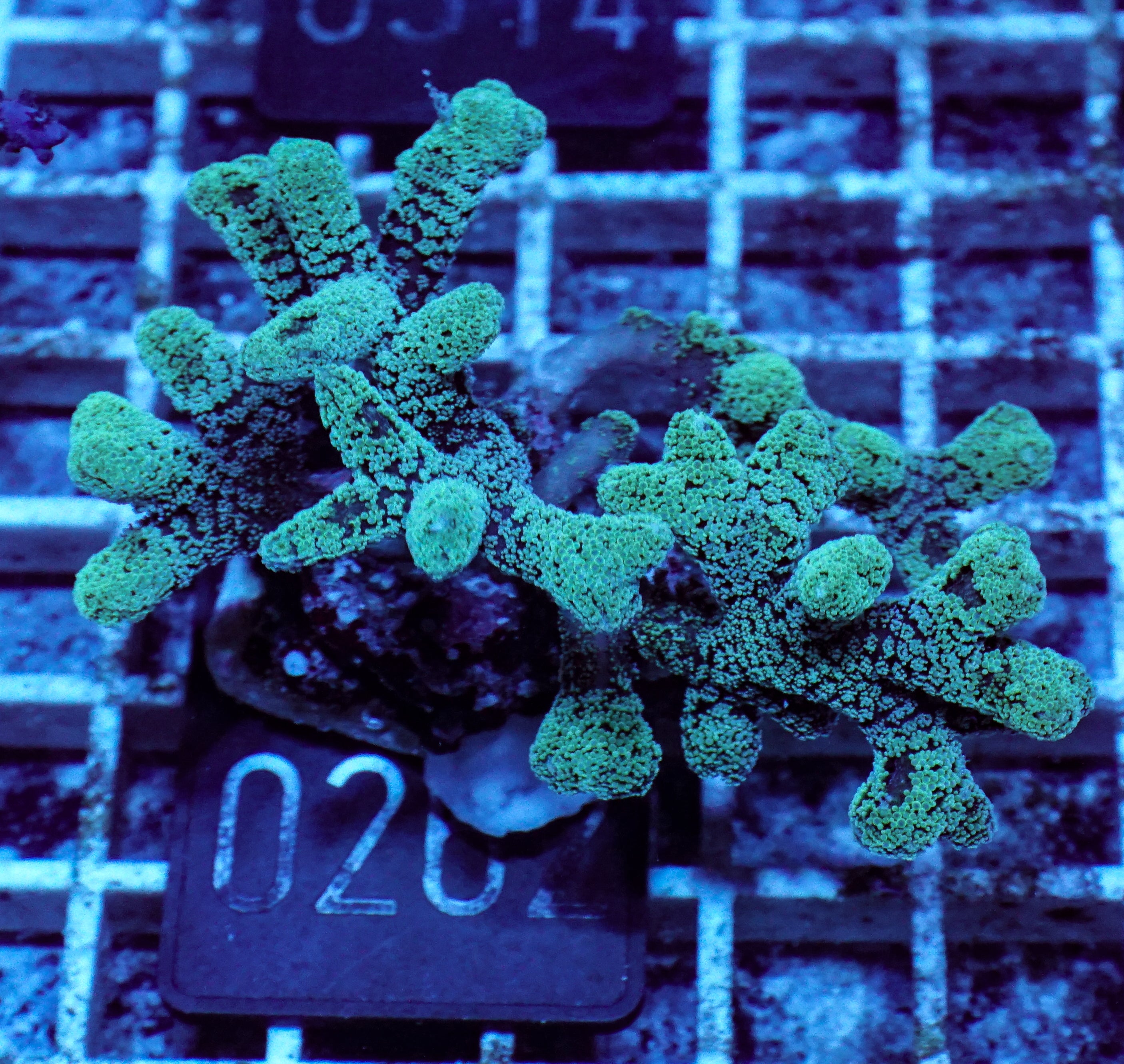 Seriatopora caliendrum "mint/bicolor"