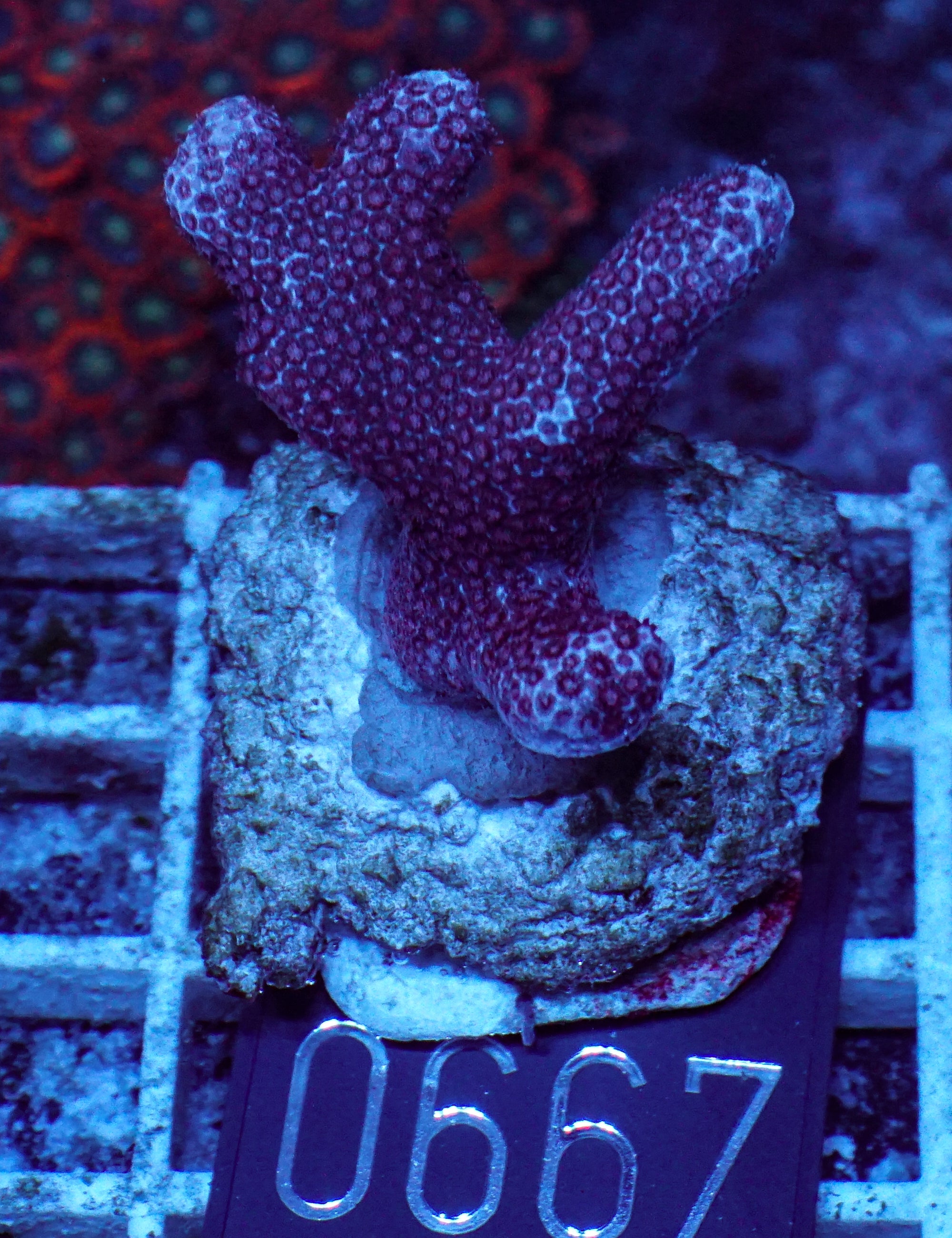 Porites sp. "Château Lafite"