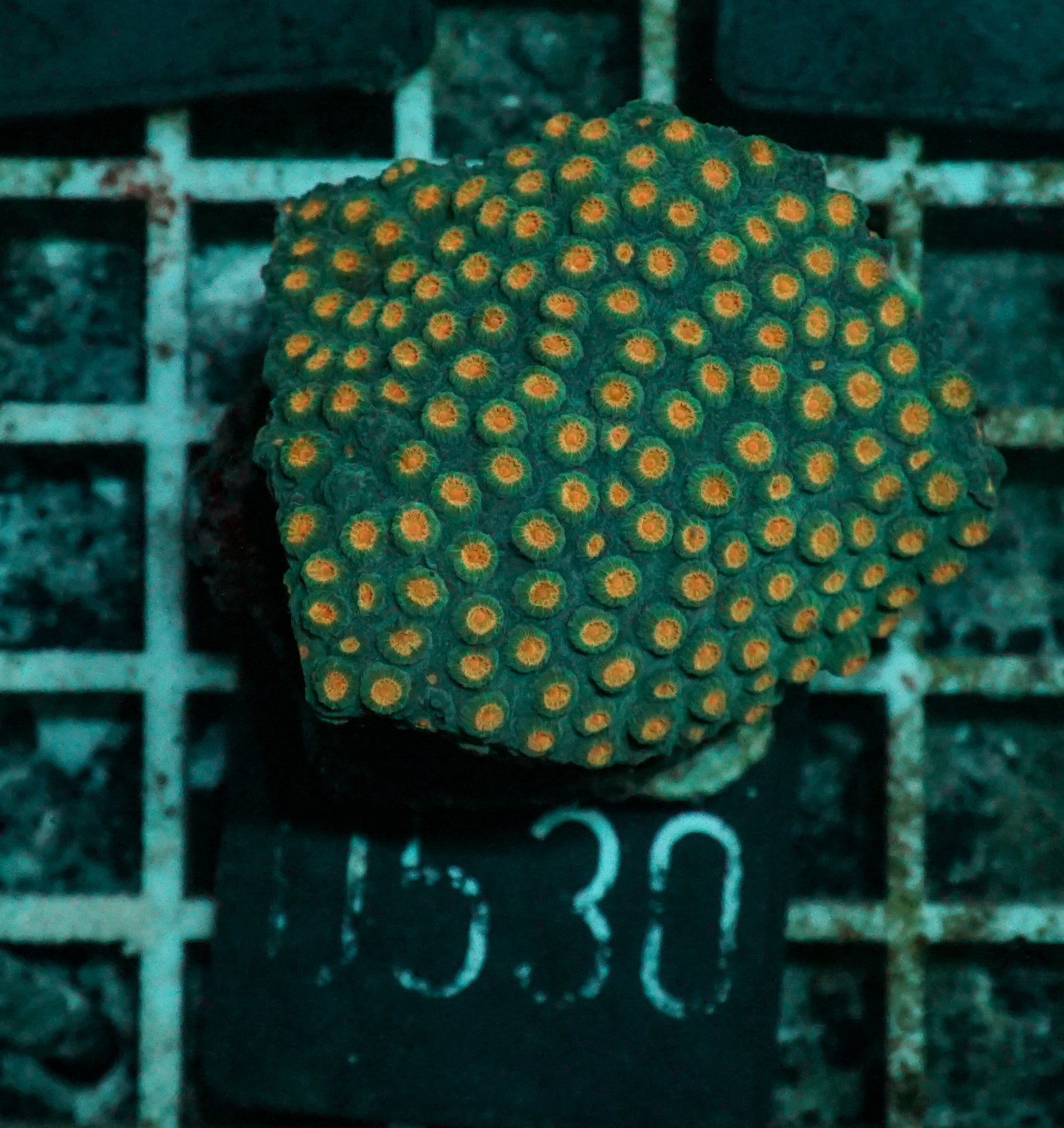 Cyphastrea microphthalma