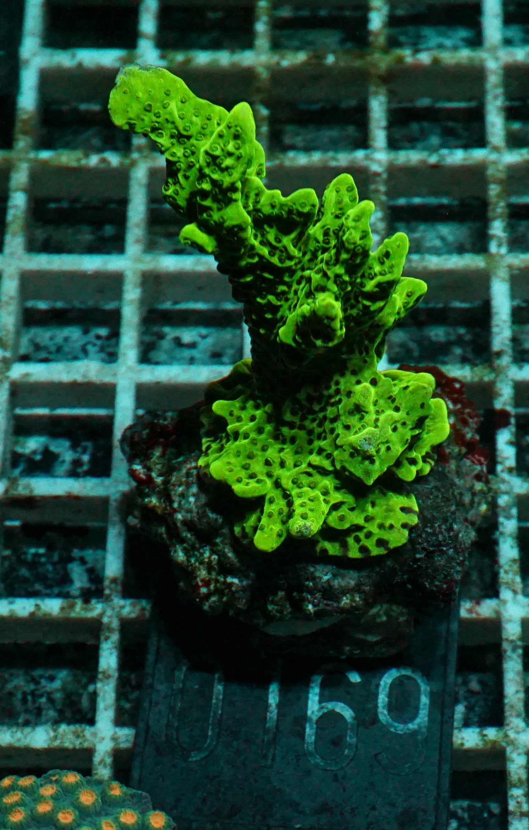 Montipora confusa