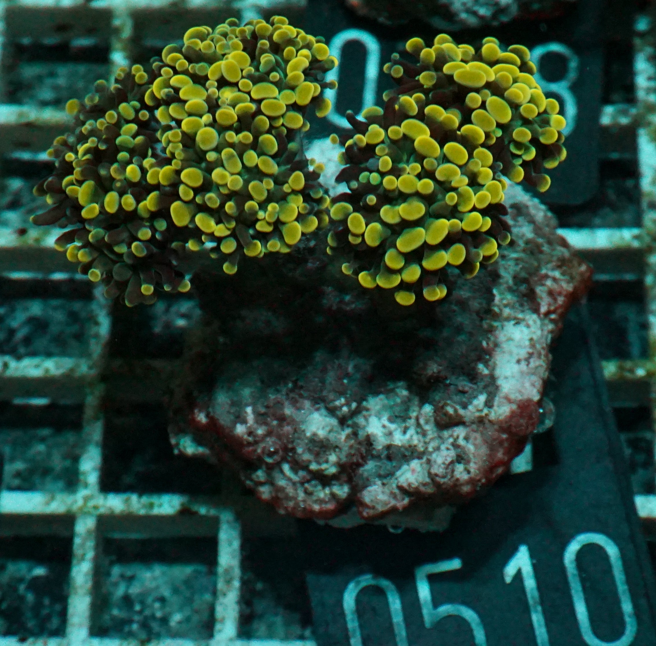 Euphyllia/Fimbriaphyllia paraancora "golden nugget"