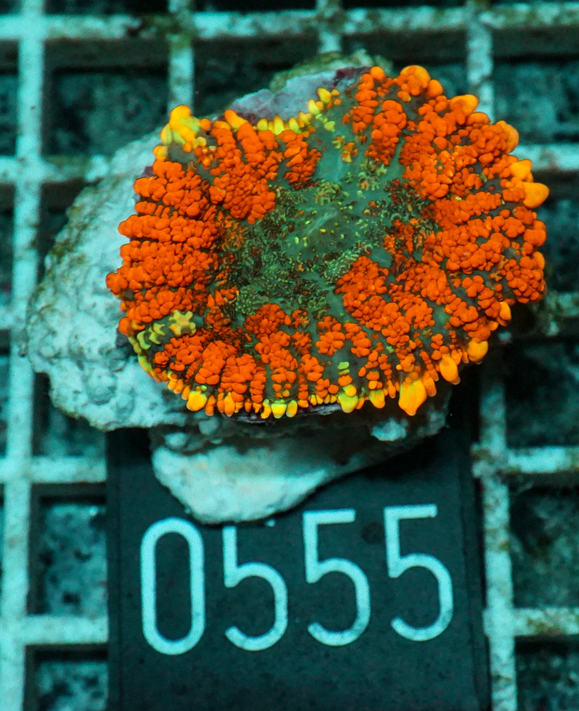 Rhodactis inchoata
