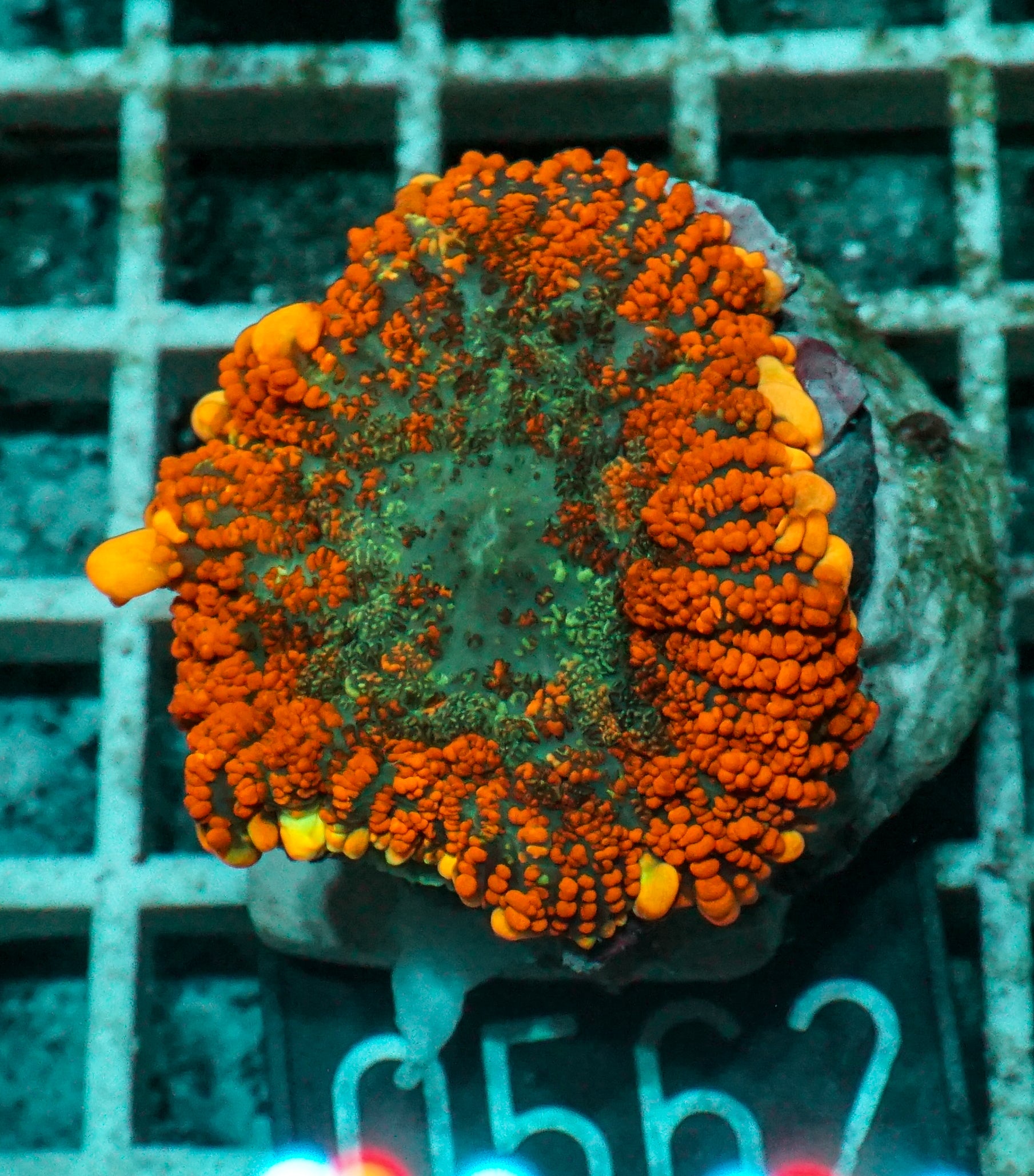 Rhodactis inchoata
