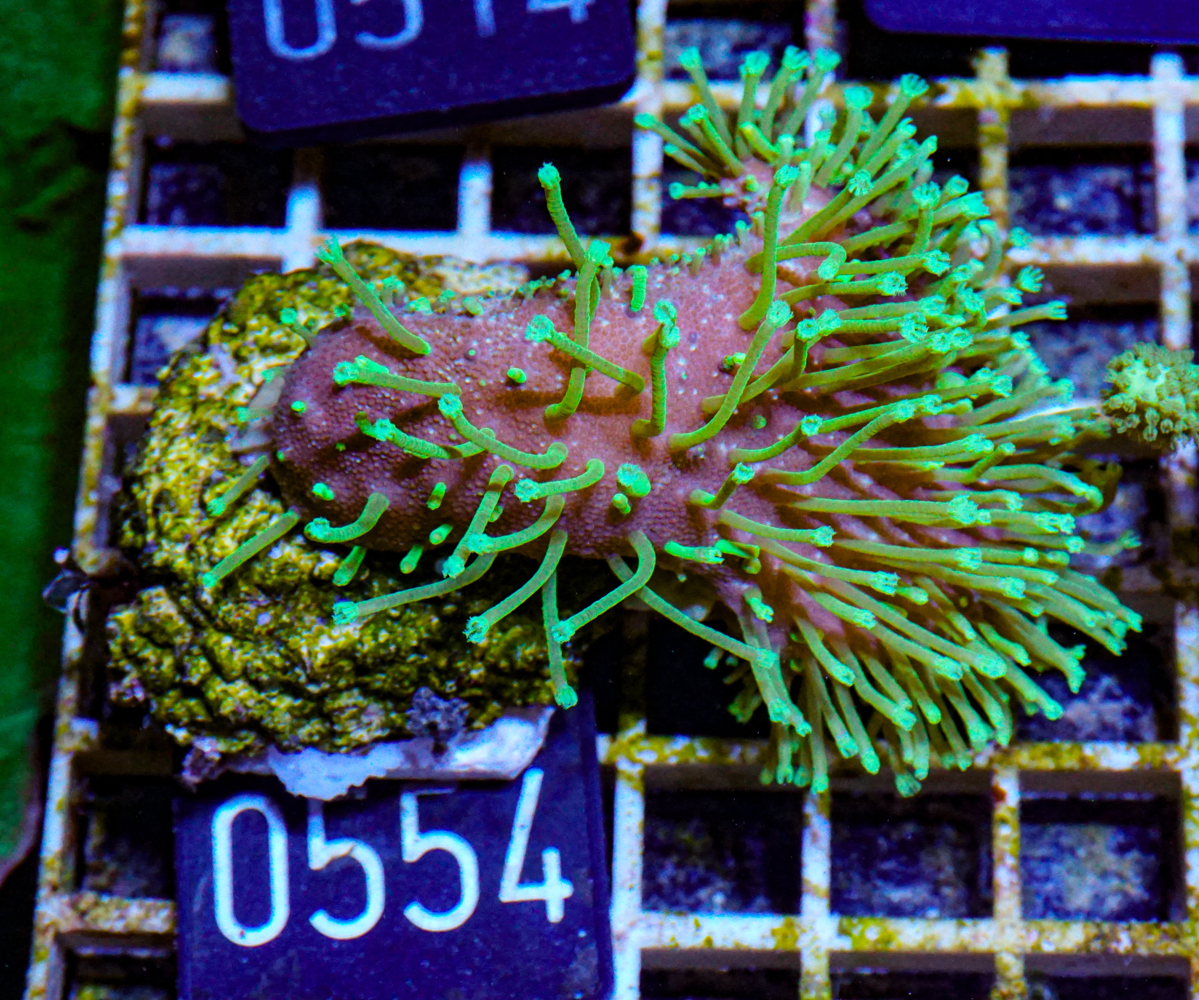 Sarcophyton ehrenbergi "Fiji"