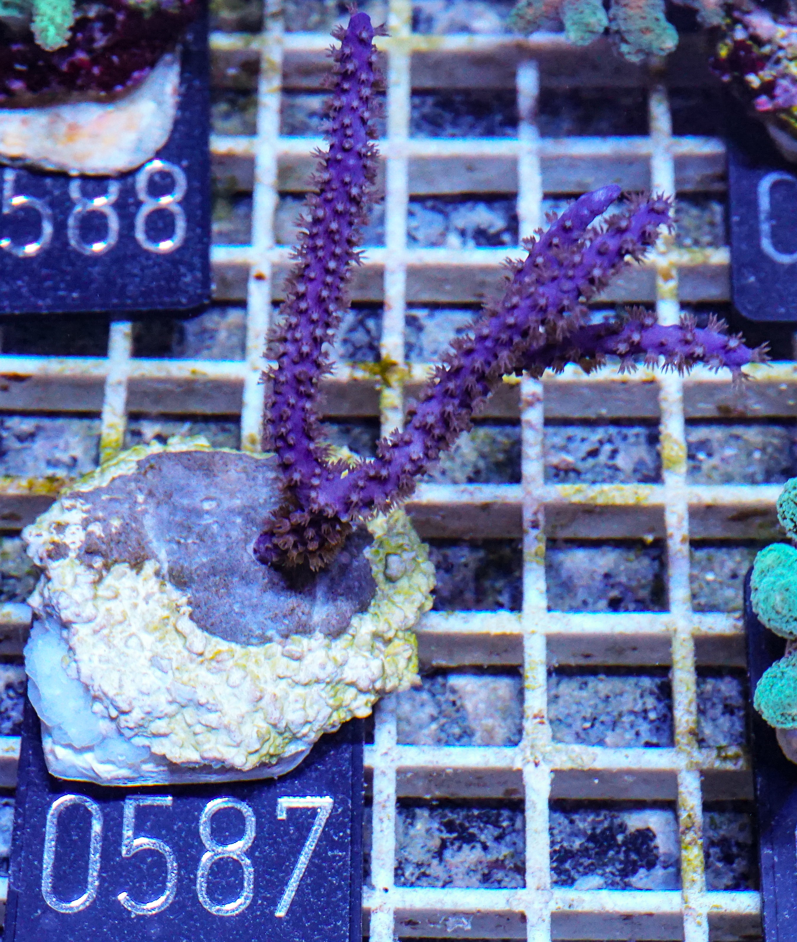 Antillogorgia elisabethae