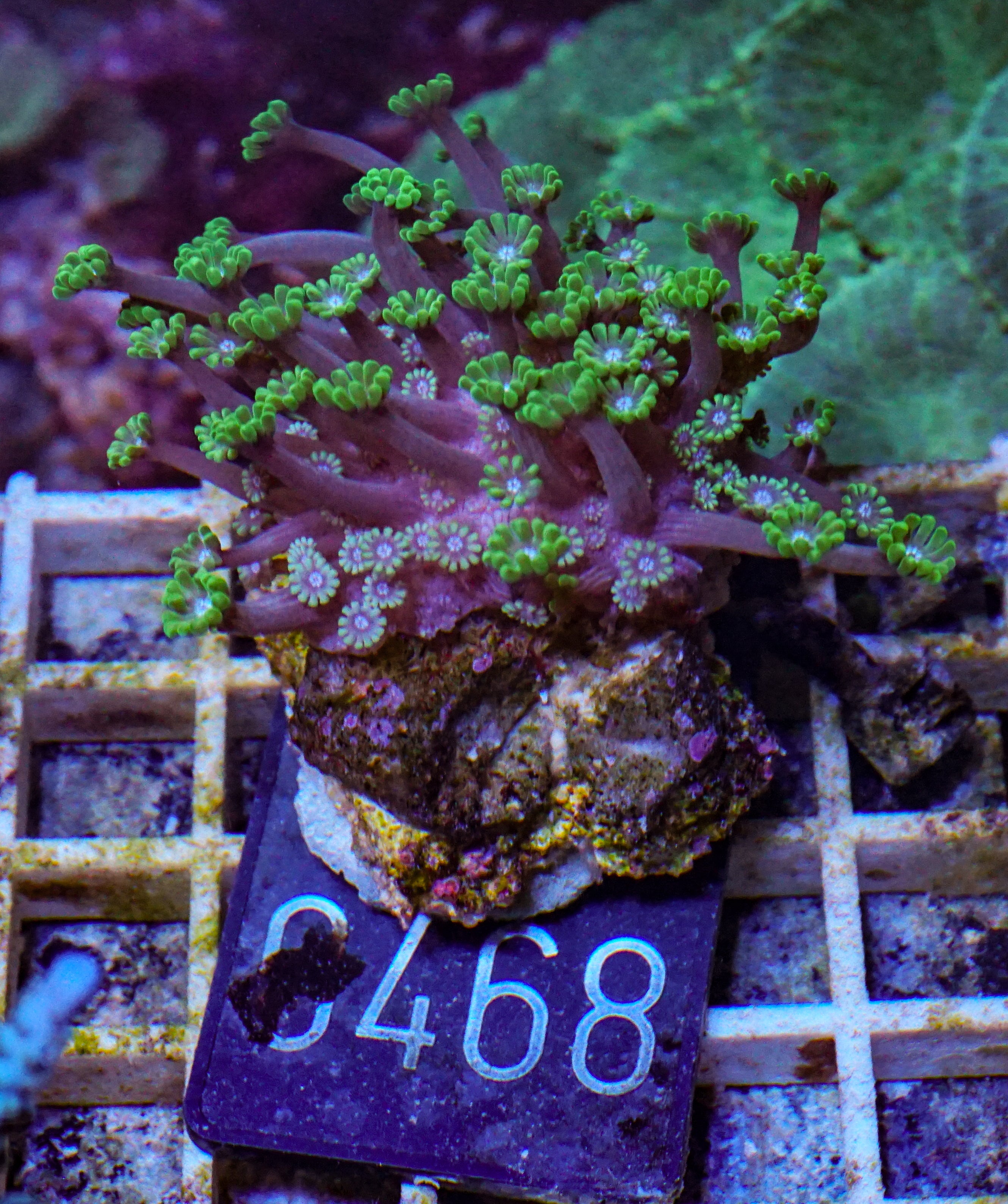 Alveopora sp. "grün"