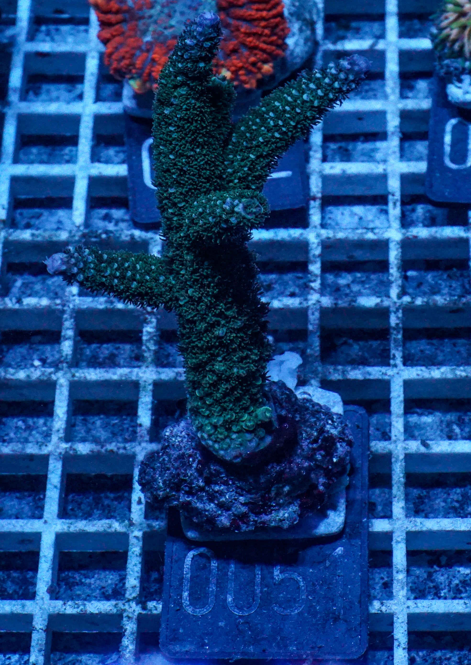 Acropora abrolhosenis „fluffy“