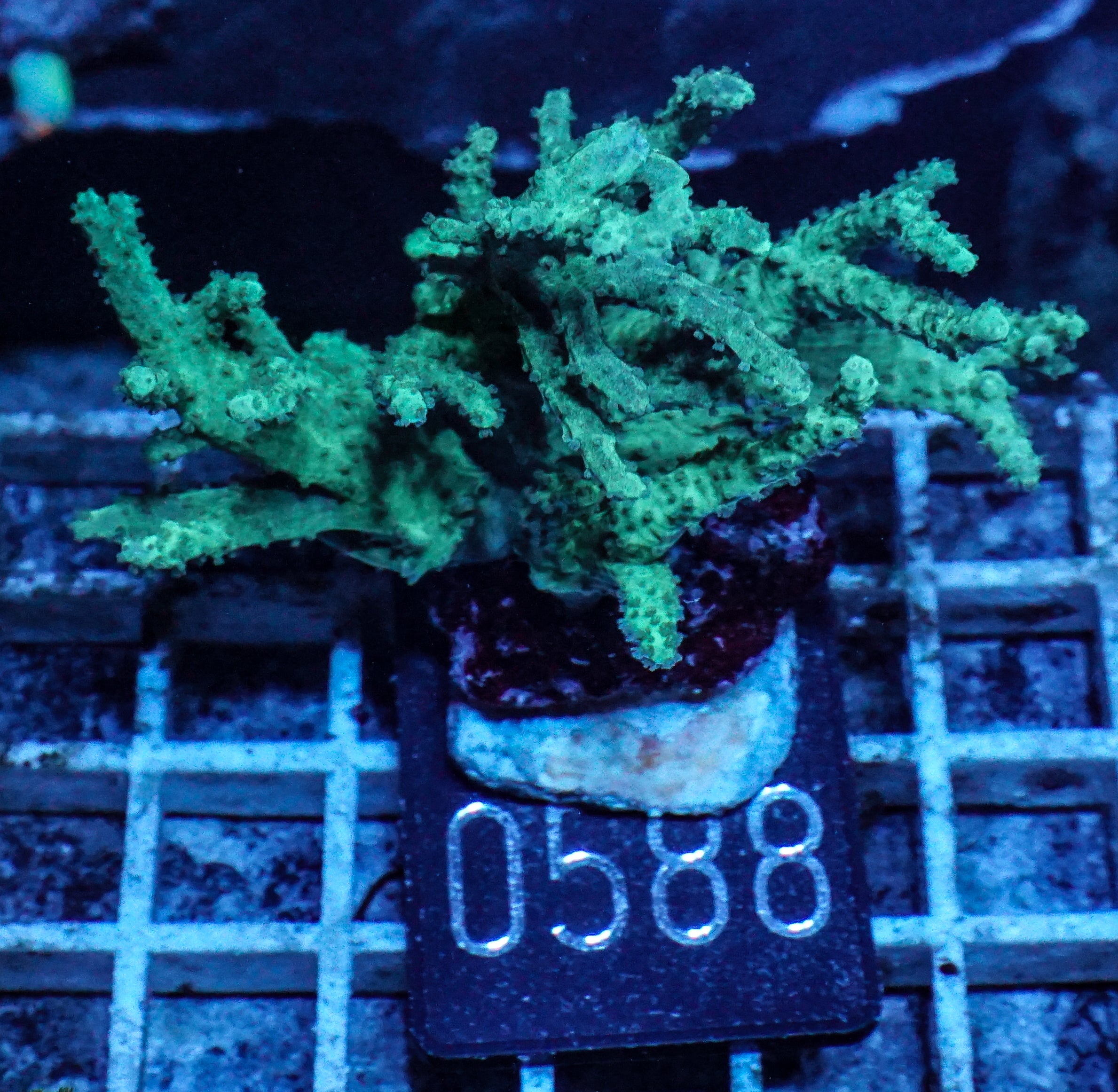 Sinularia/ Sclerophytum sp. „grün“