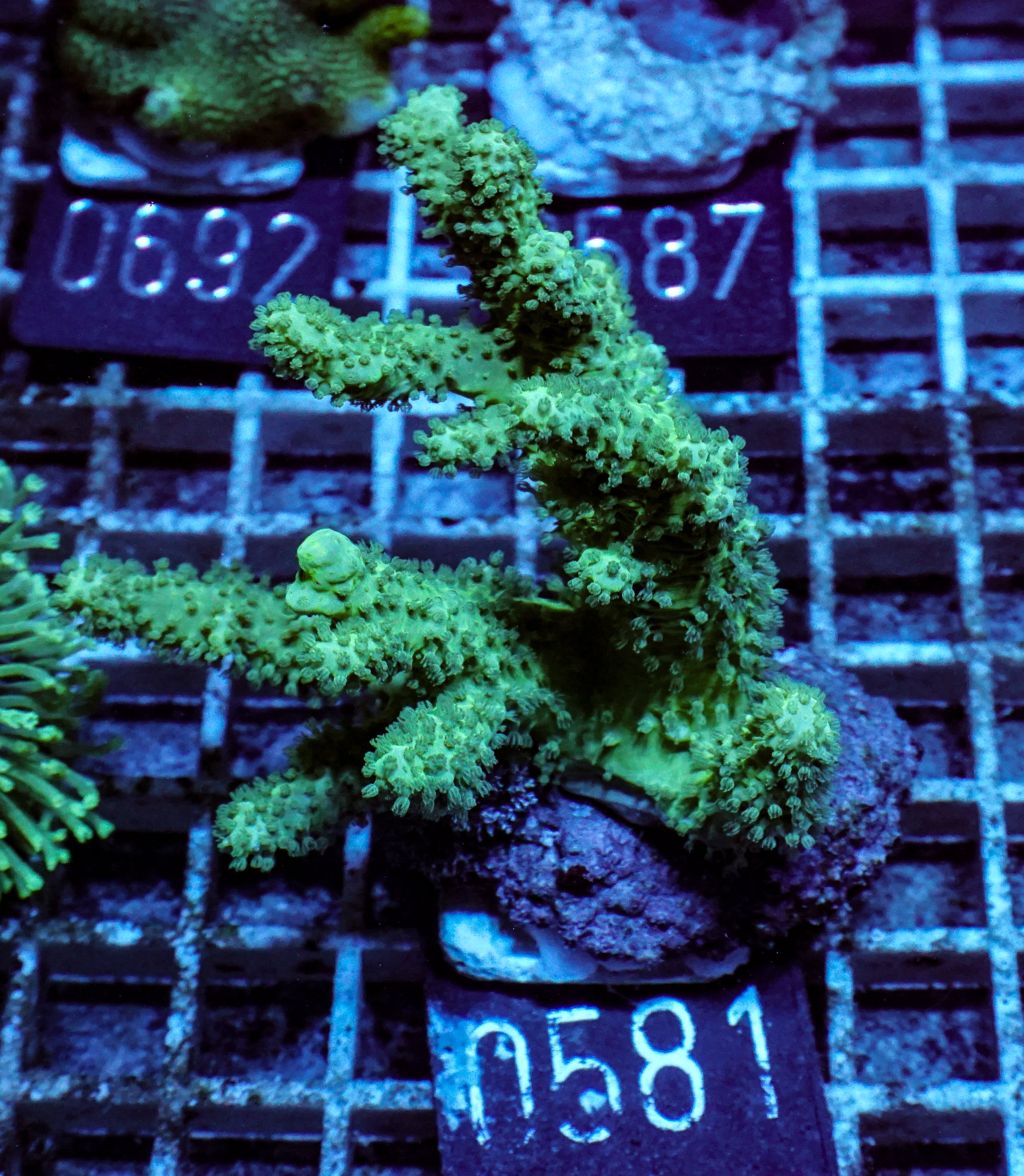 Lobophytum sp. „grün“