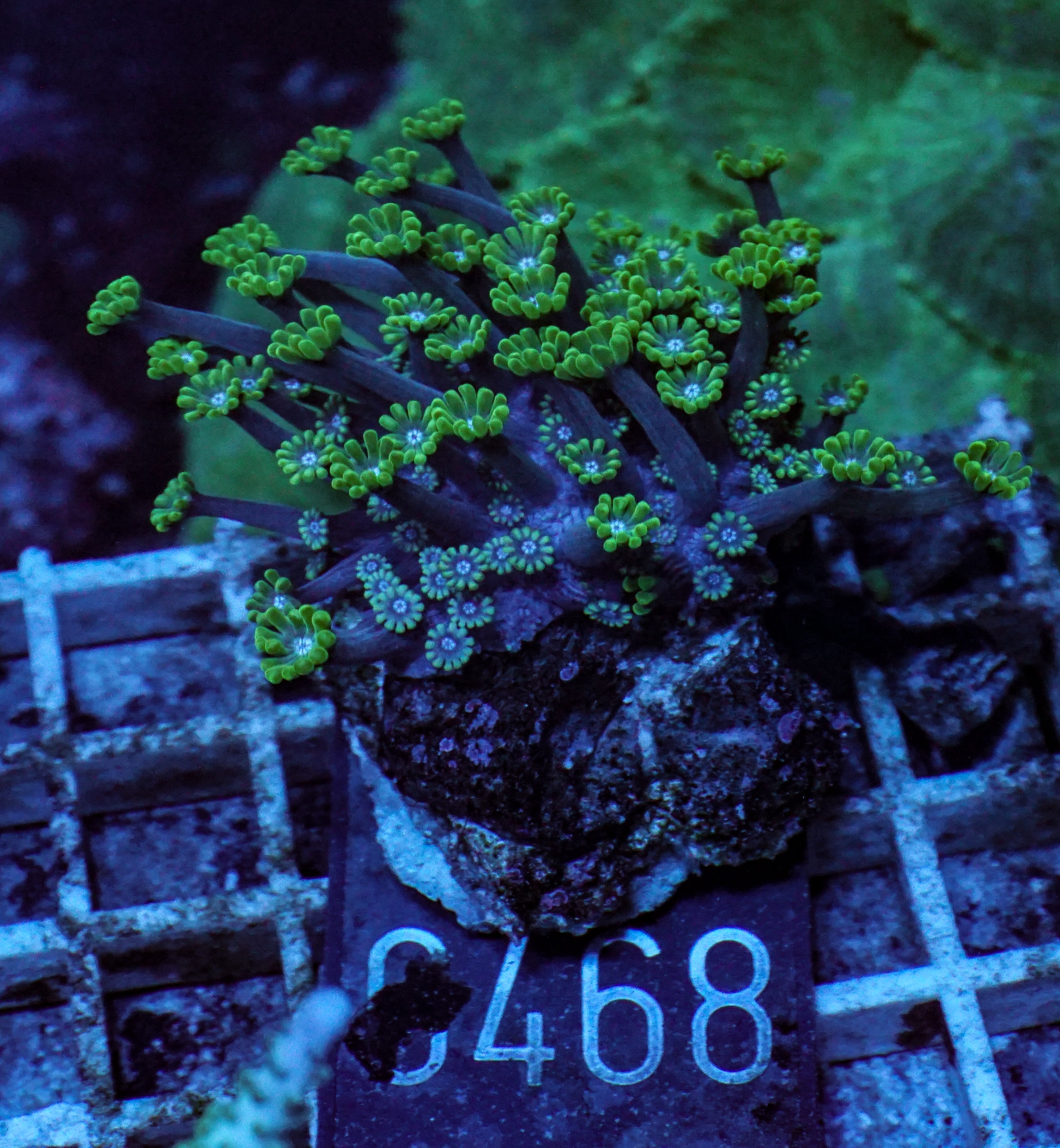 Alveopora sp. "grün"