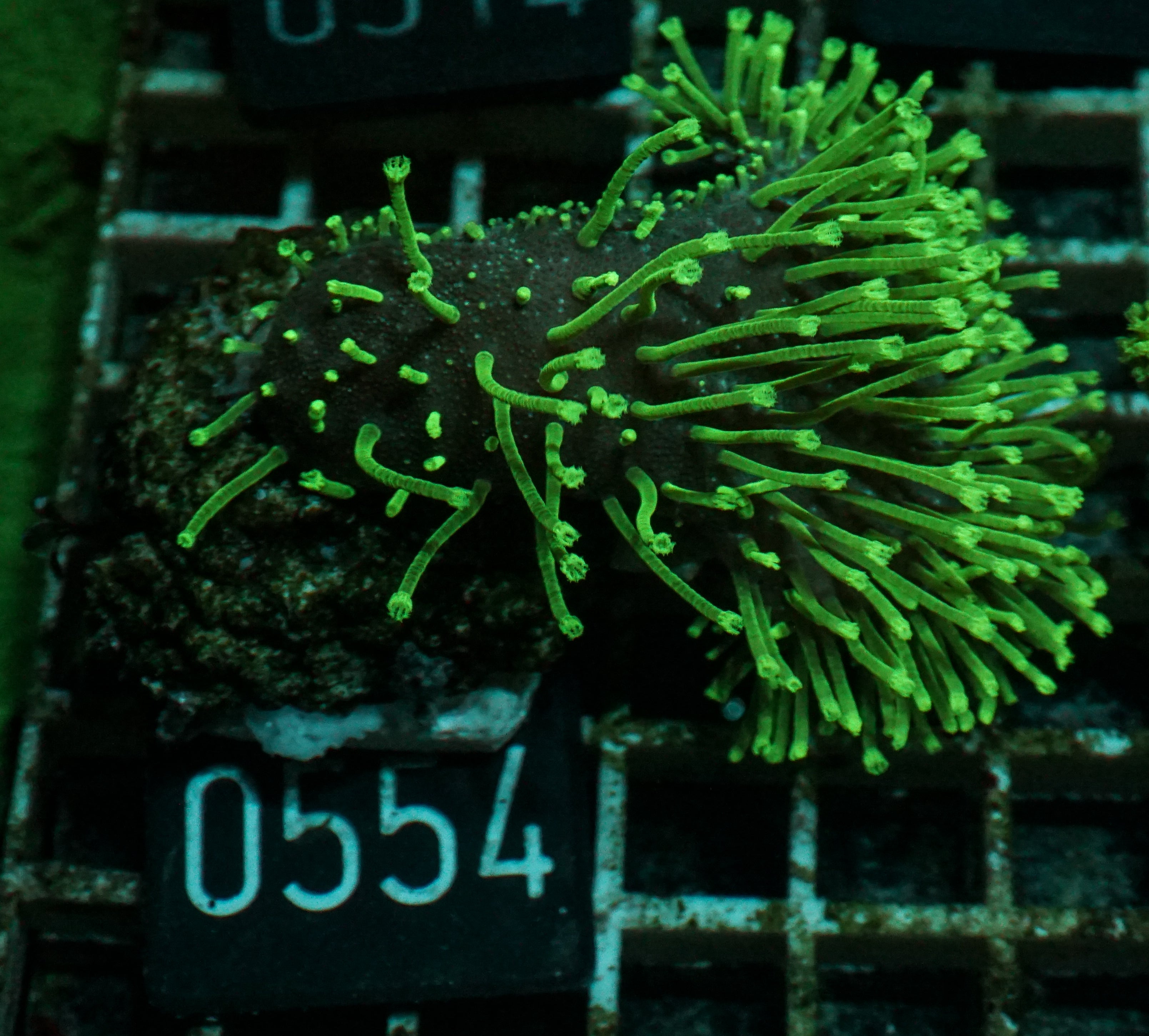 Sarcophyton ehrenbergi "Fiji"