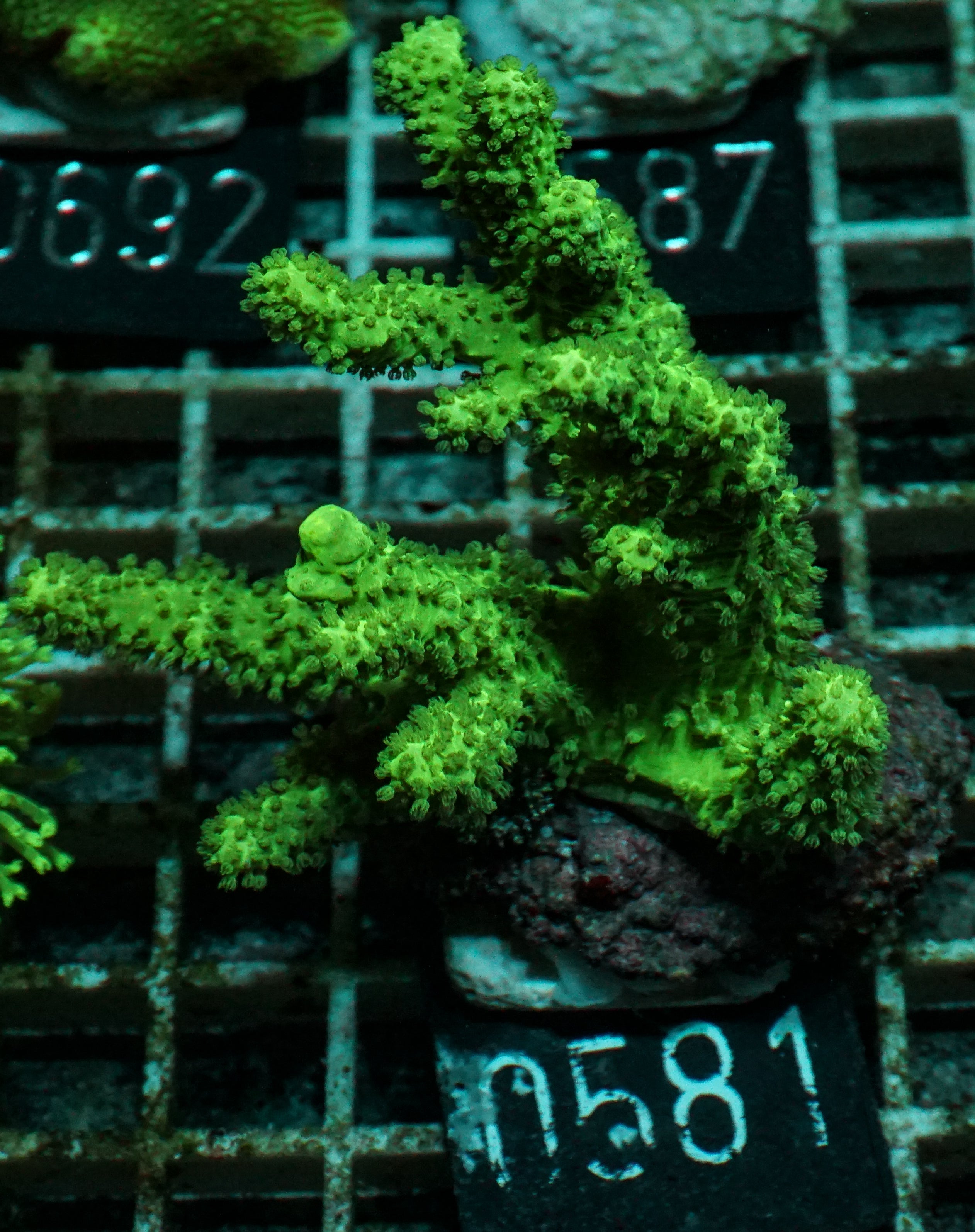 Lobophytum sp. „grün“