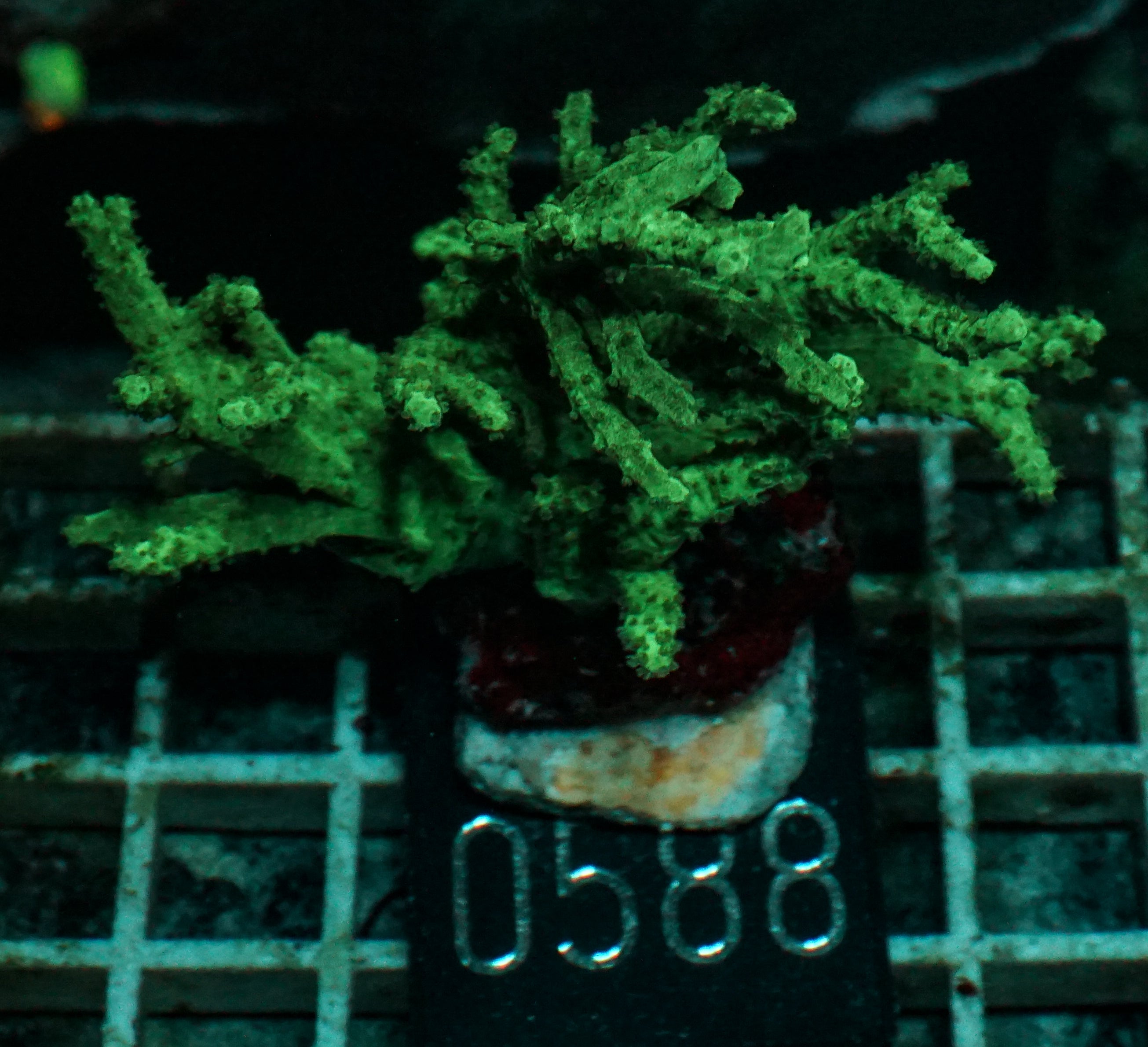 Sinularia/ Sclerophytum sp. „grün“