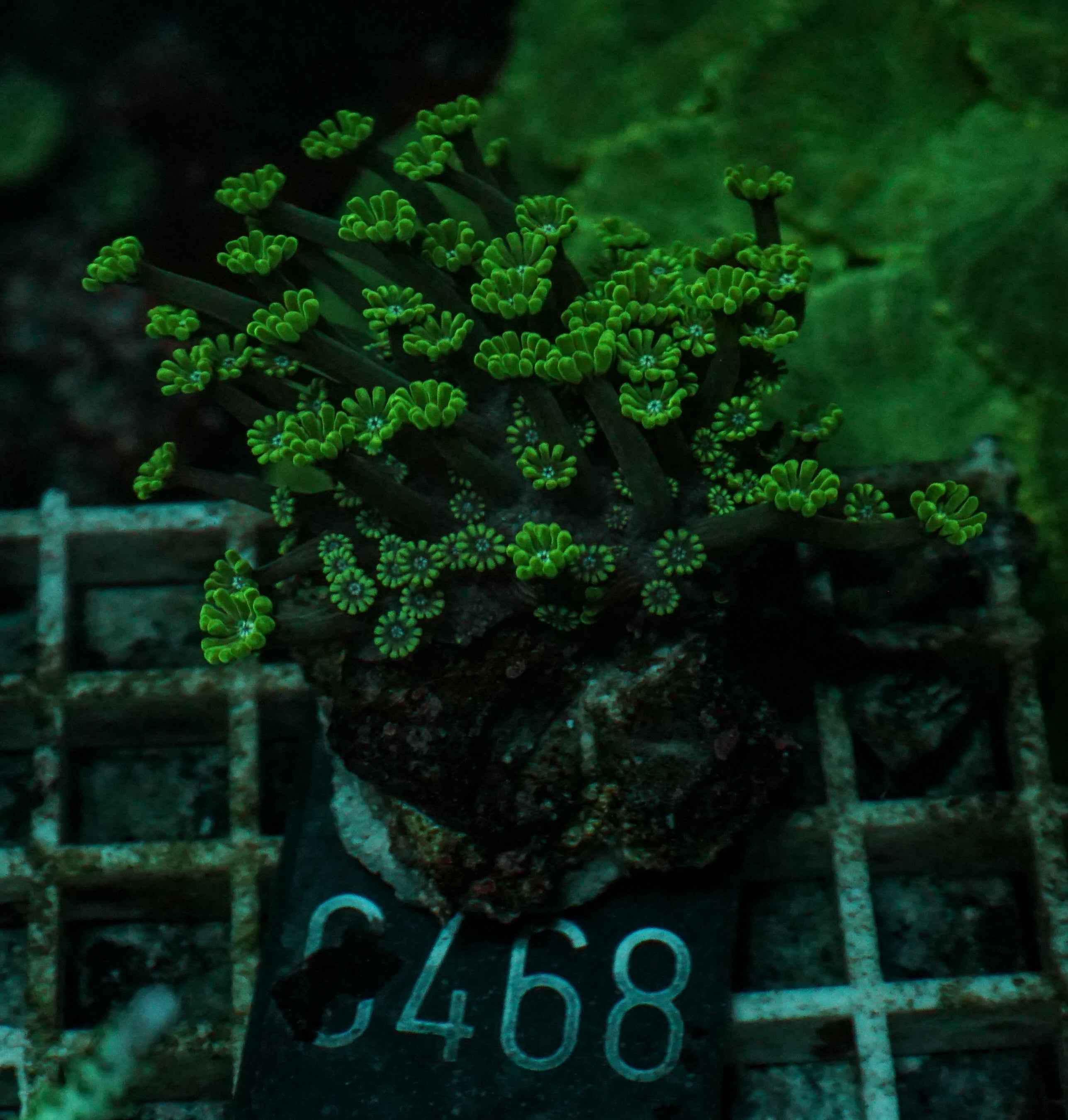 Alveopora sp. "grün"