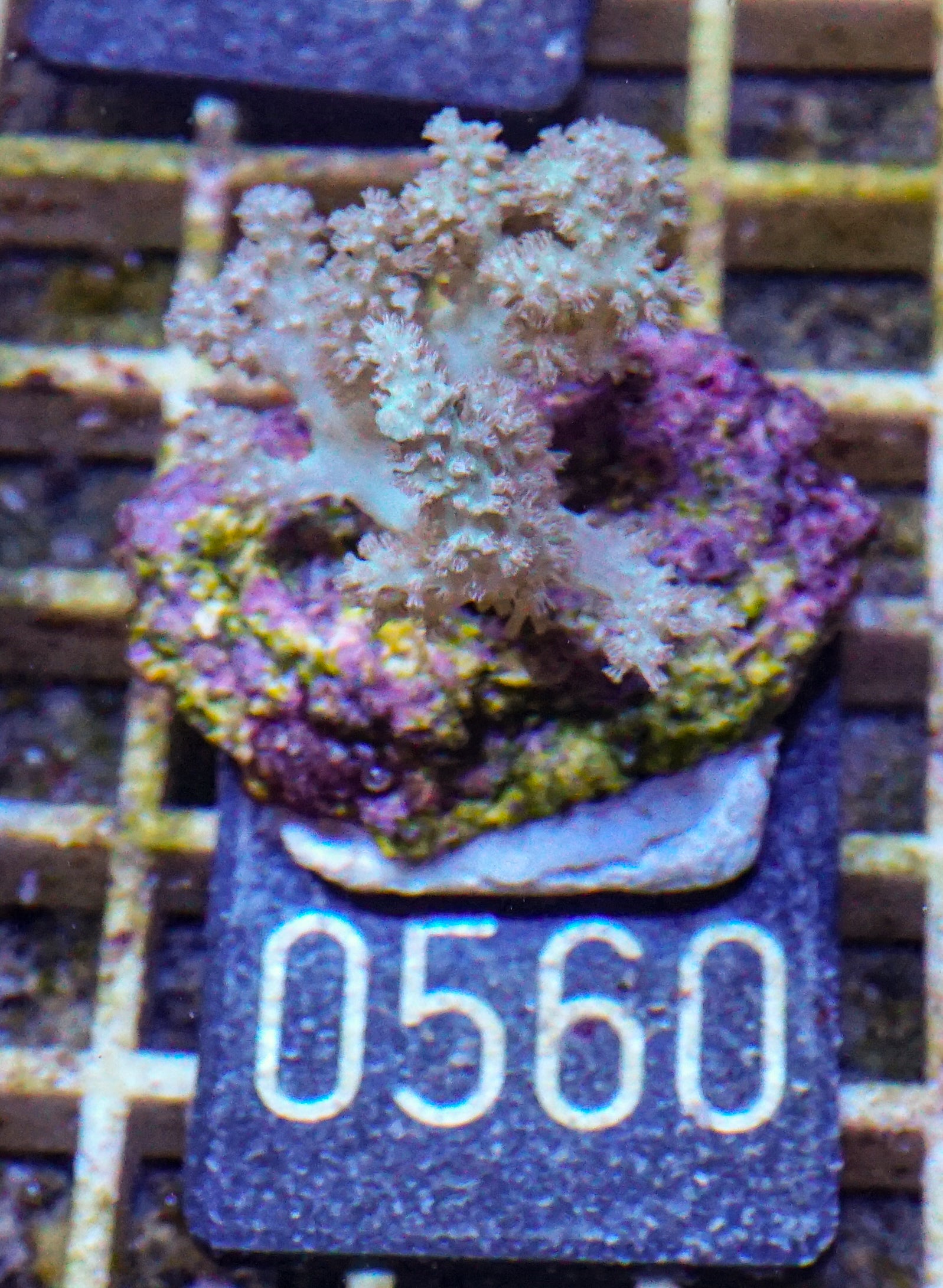 Sinularia/ Sclerophytum „fiji palau"