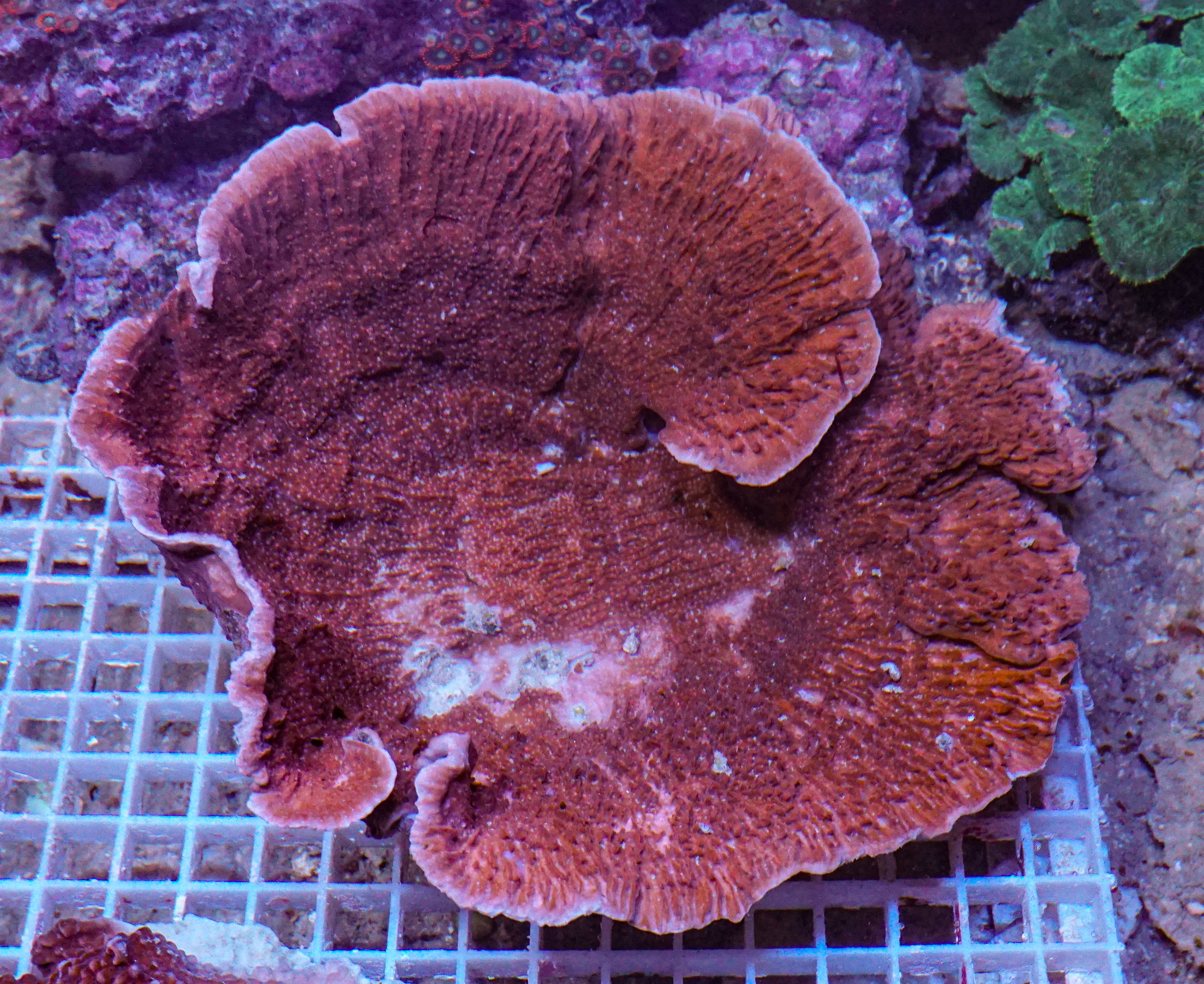 Montipora foliosa XXL