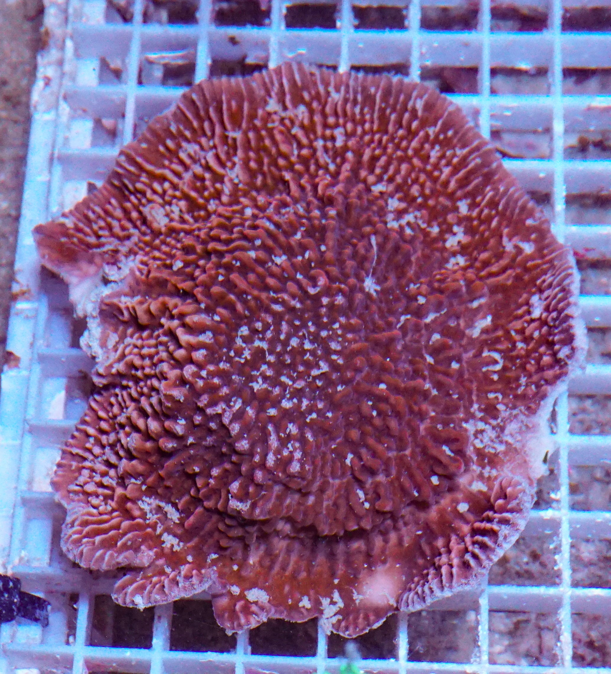 Montipora undata/danae XXL