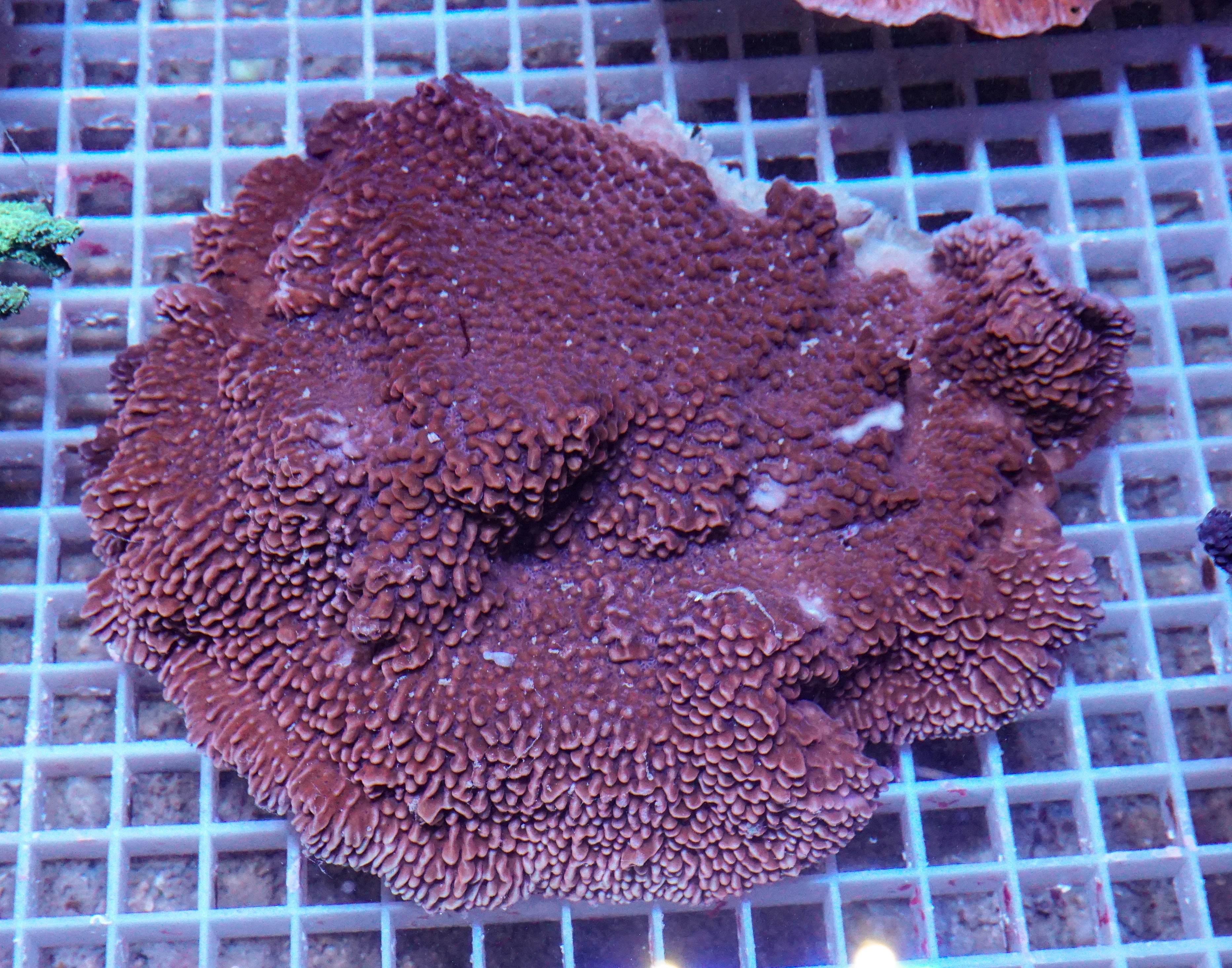 Montipora undata/danae XXL